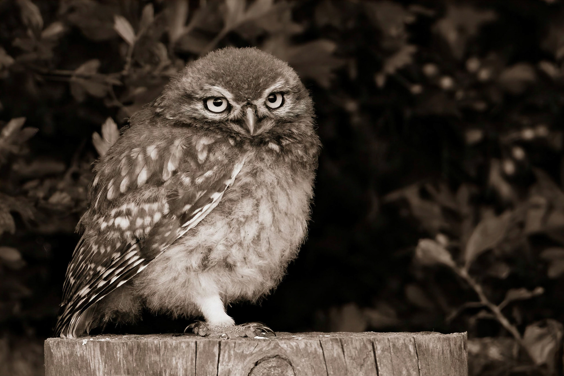Little Owl ⒸArthur Cicada 2022
