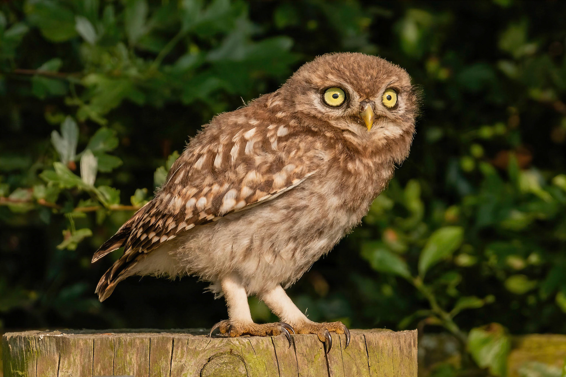 Little Owl ⒸArthur Cicada 2022