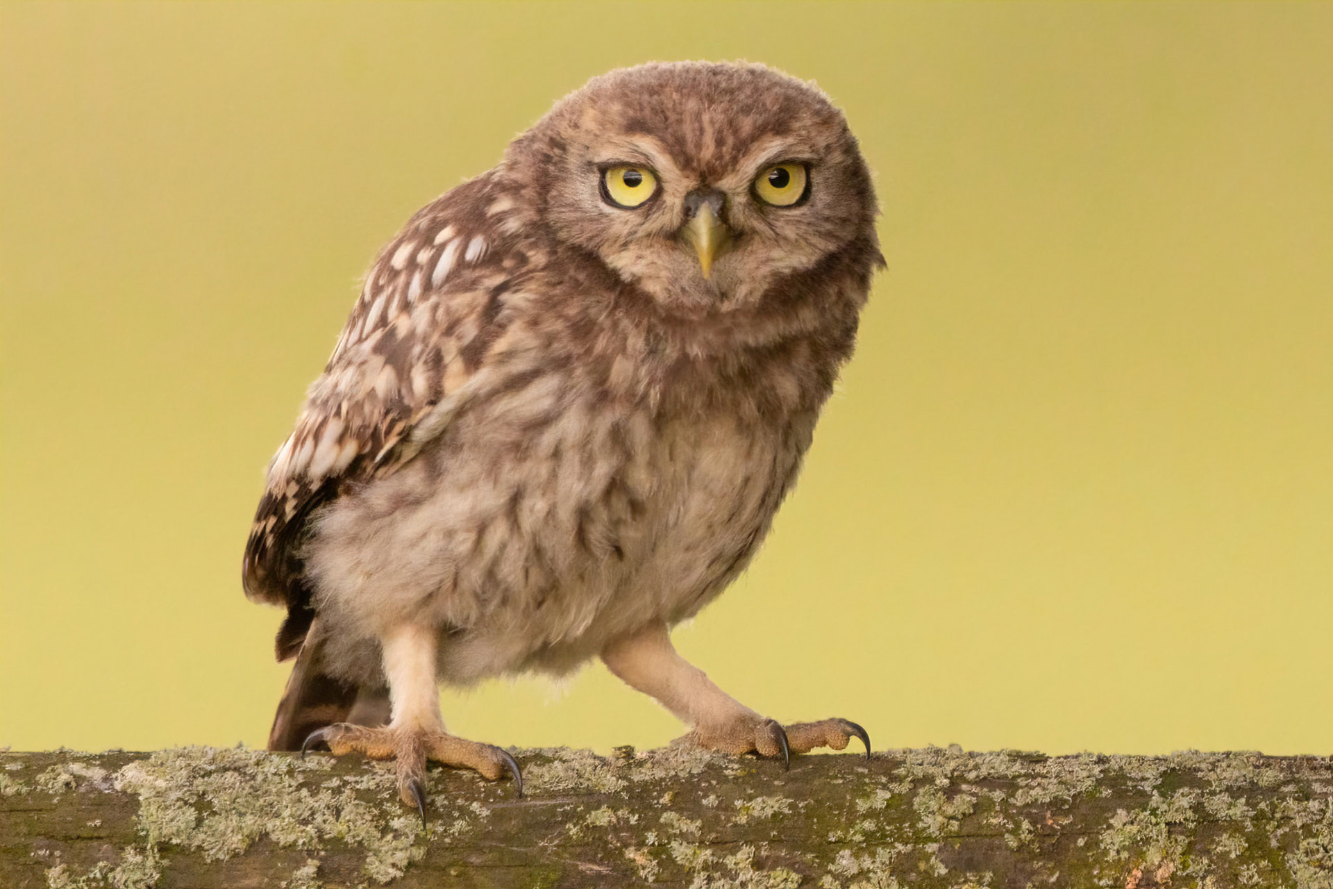 Little Owl ⒸArthur Cicada 2022