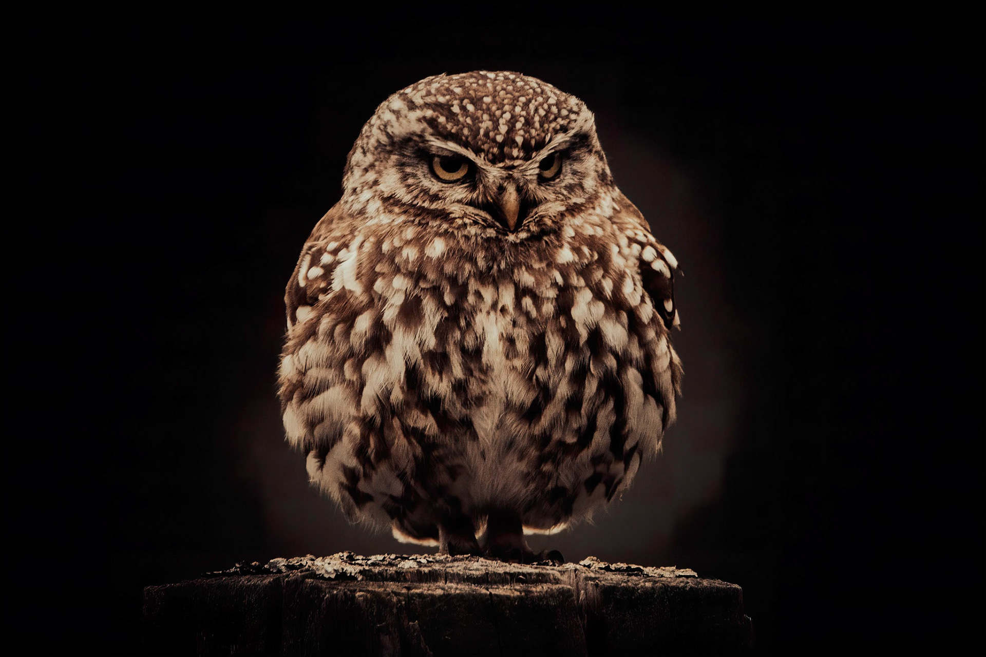 Little Owl ⒸArthur Cicada 2022