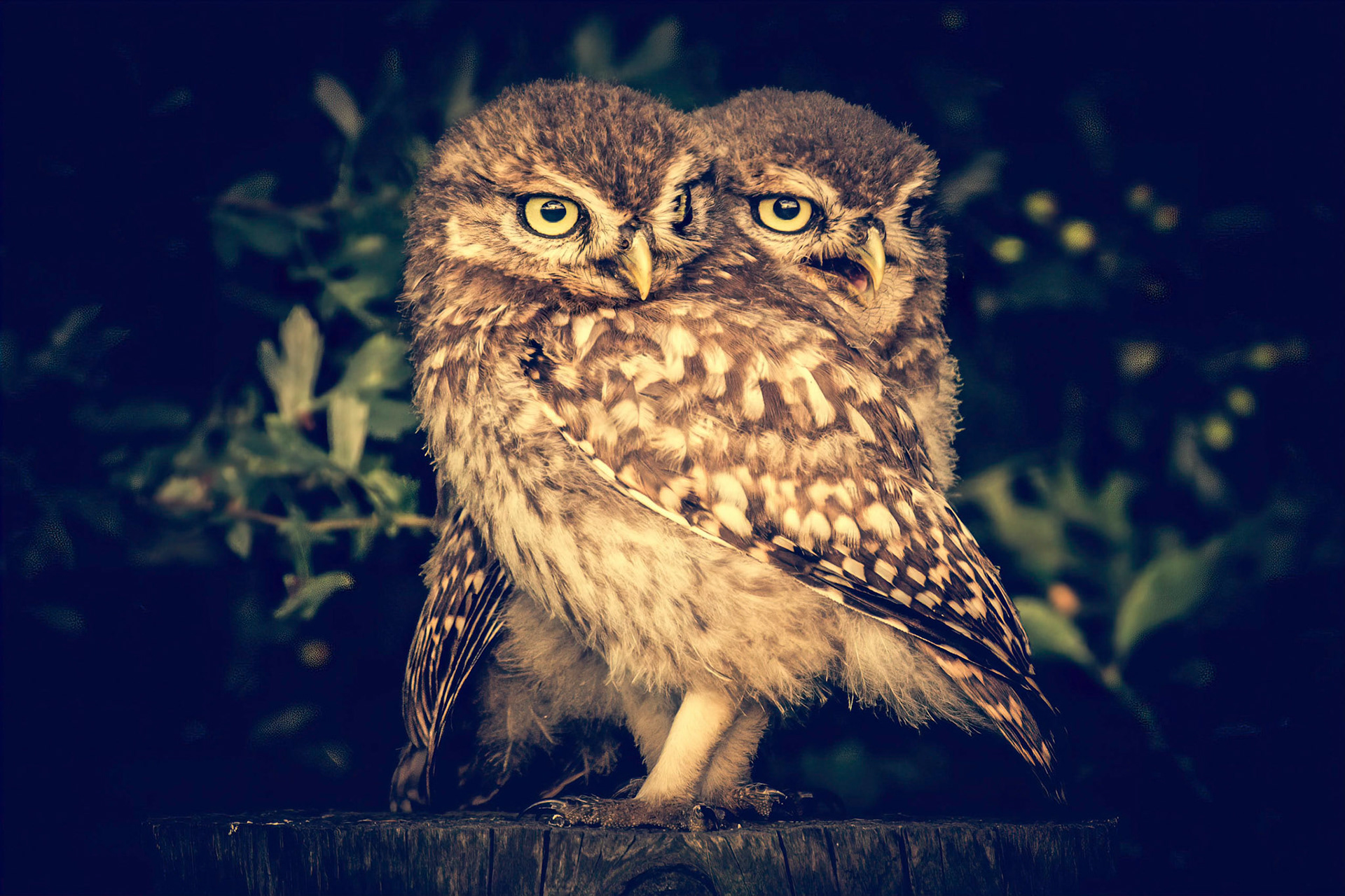 Little Owl ⒸArthur Cicada 2022