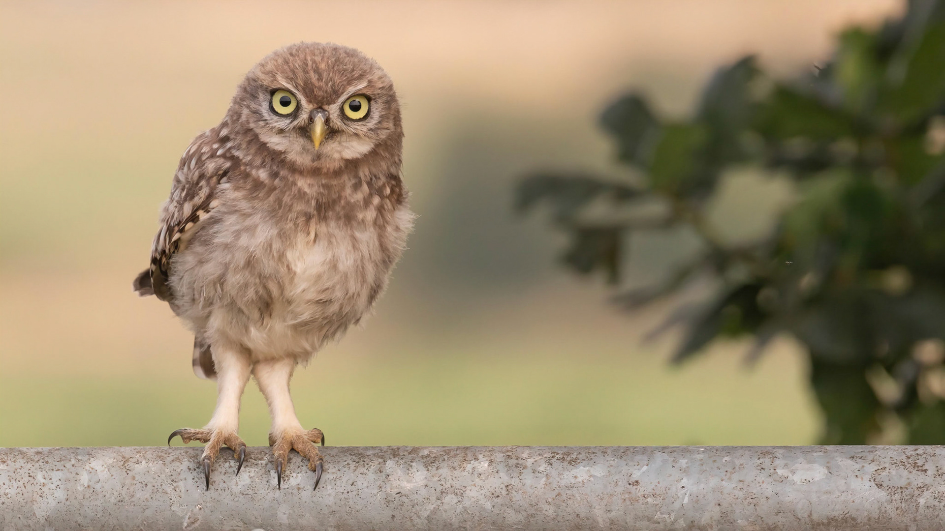 Little Owl ⒸArthur Cicada 2022
