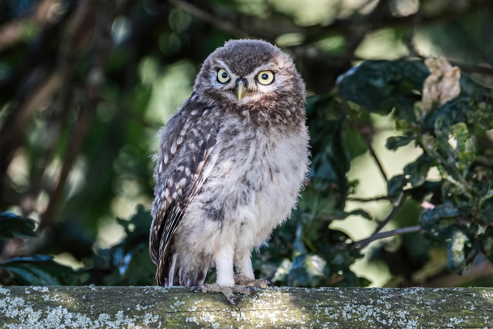 Little Owl ⒸArthur Cicada 2022