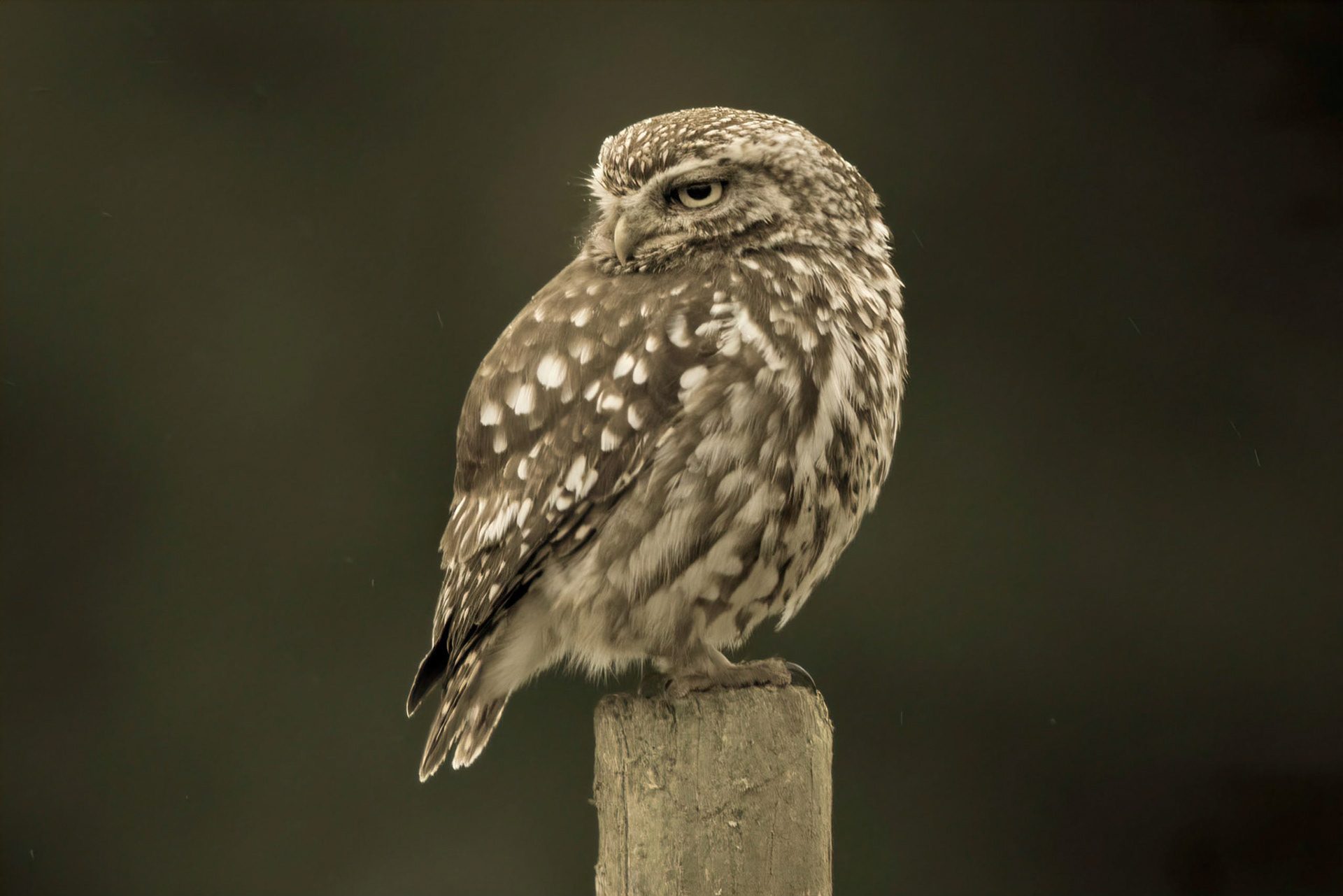 Little Owl ⒸArthur Cicada 2022