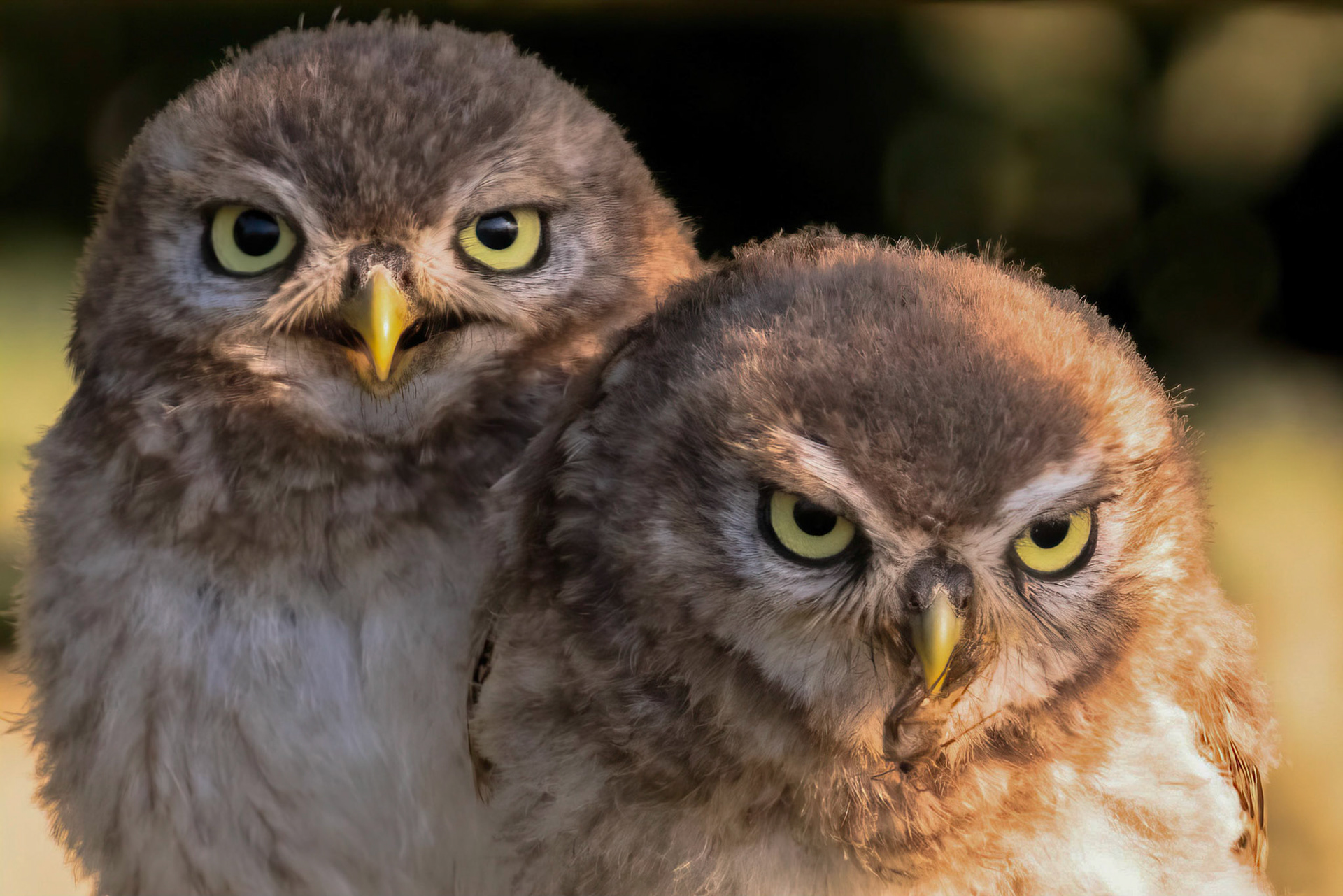 Little Owl ⒸArthur Cicada 2022