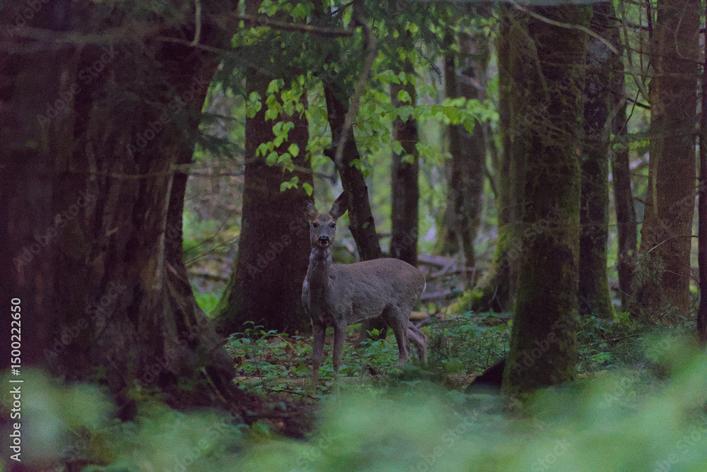 Roe deer in forest