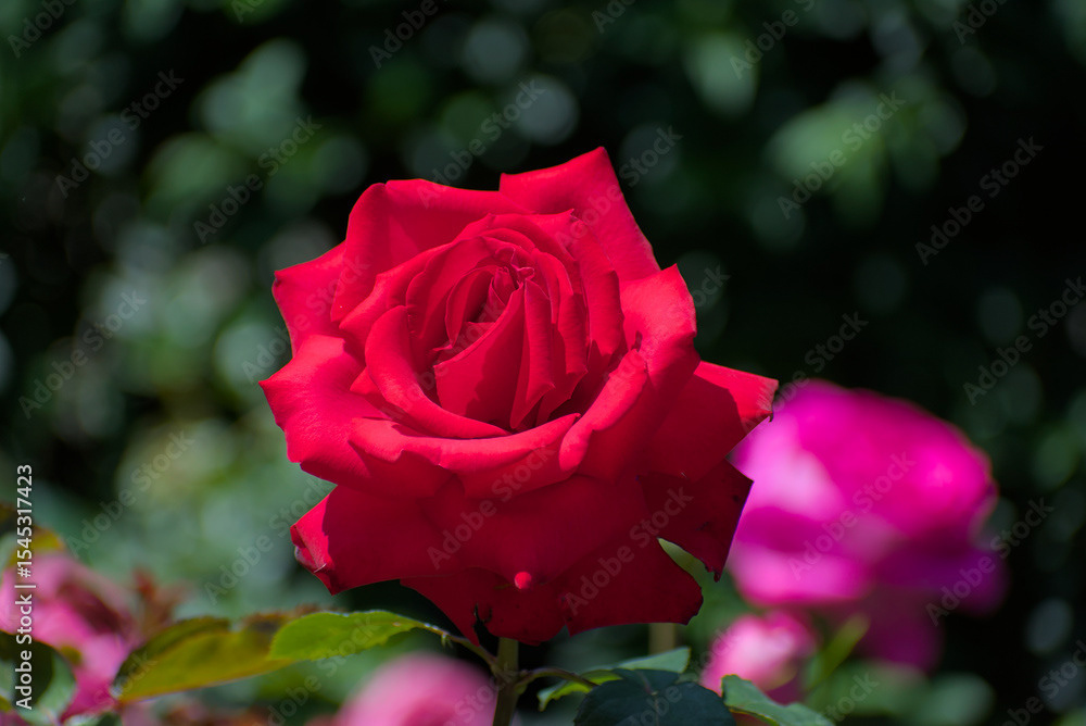 Perfect fully bloomed red rose
