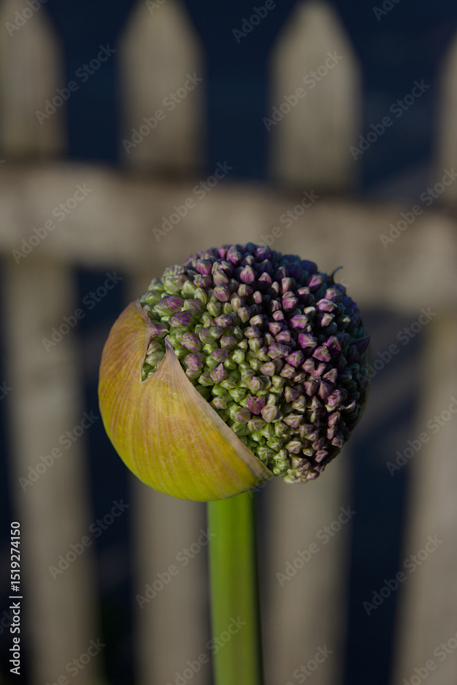 Allium bud just beginning to open