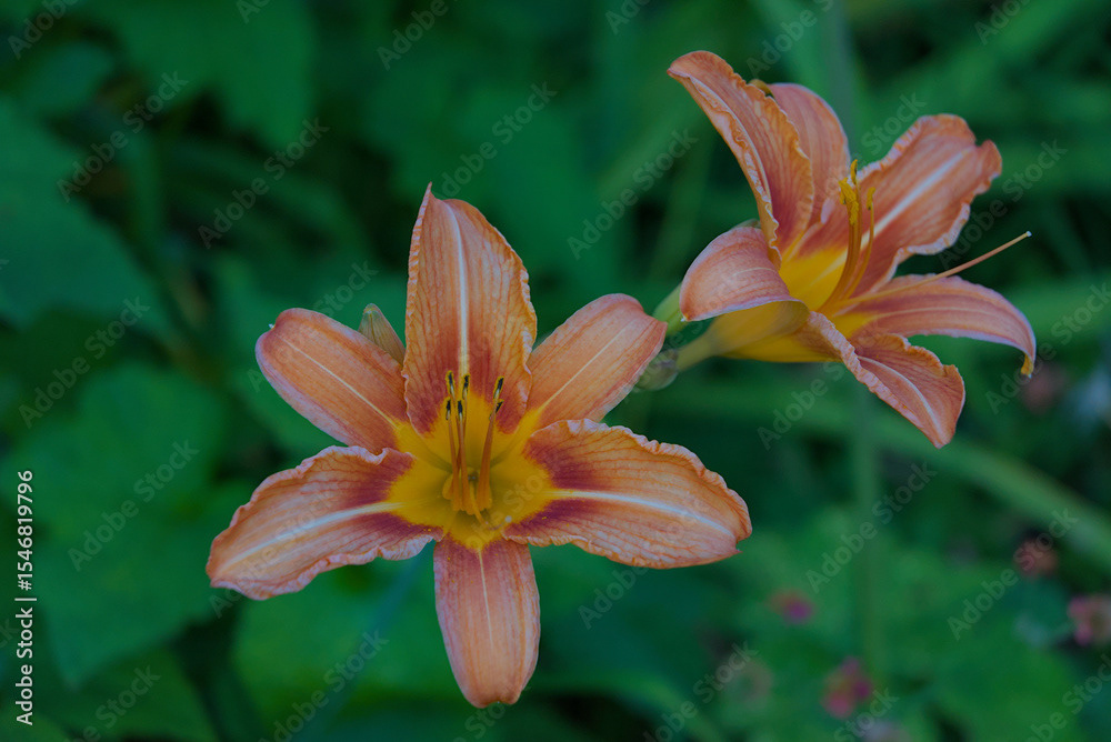 Hemerocallis