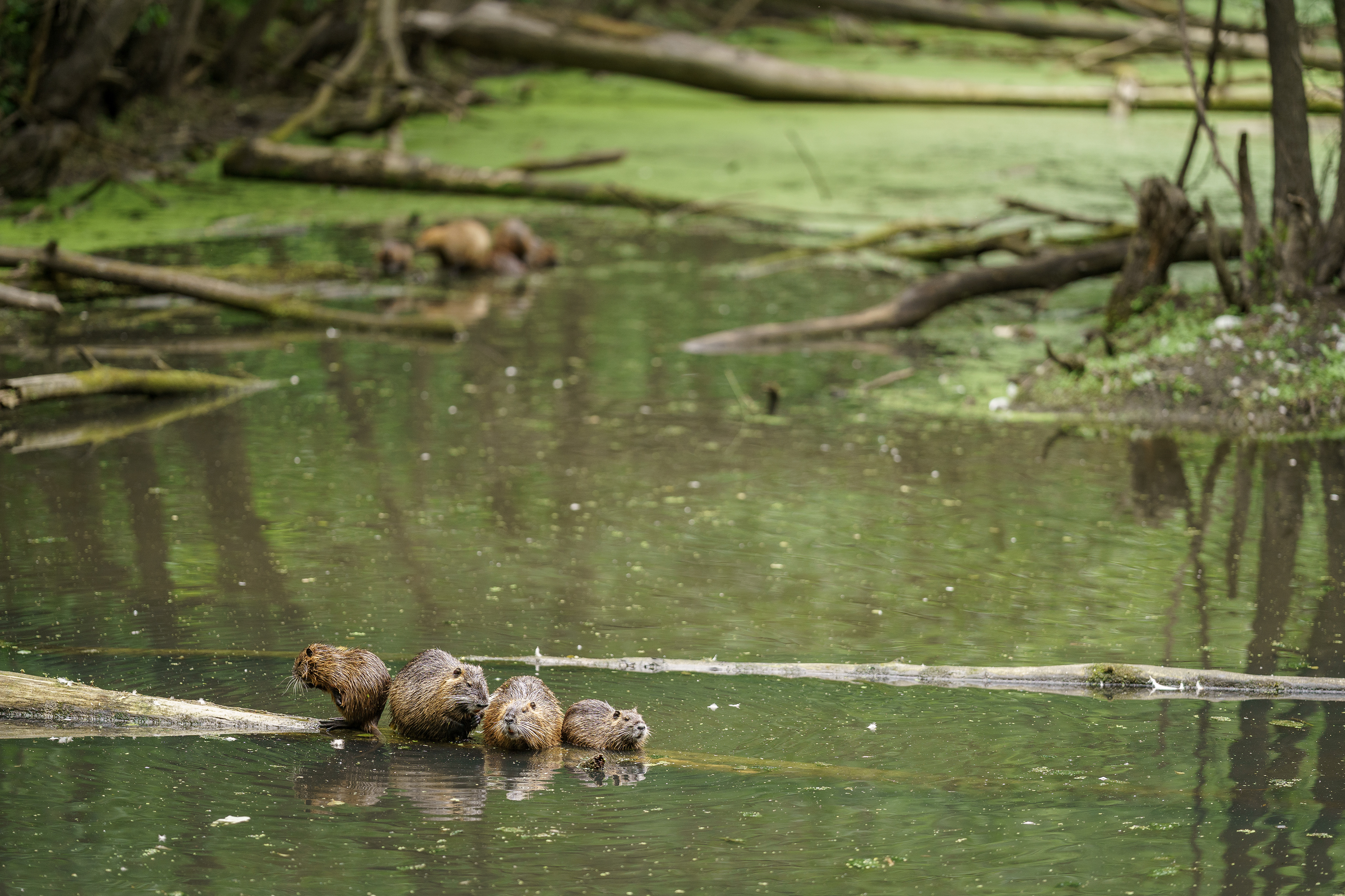 Jsem fotograf z Přerova, zachycuji věci co mne zaujmou, Přerov, Bečva a jeho okolí.  Nutrie říční, laguna přerov, malá laguna.