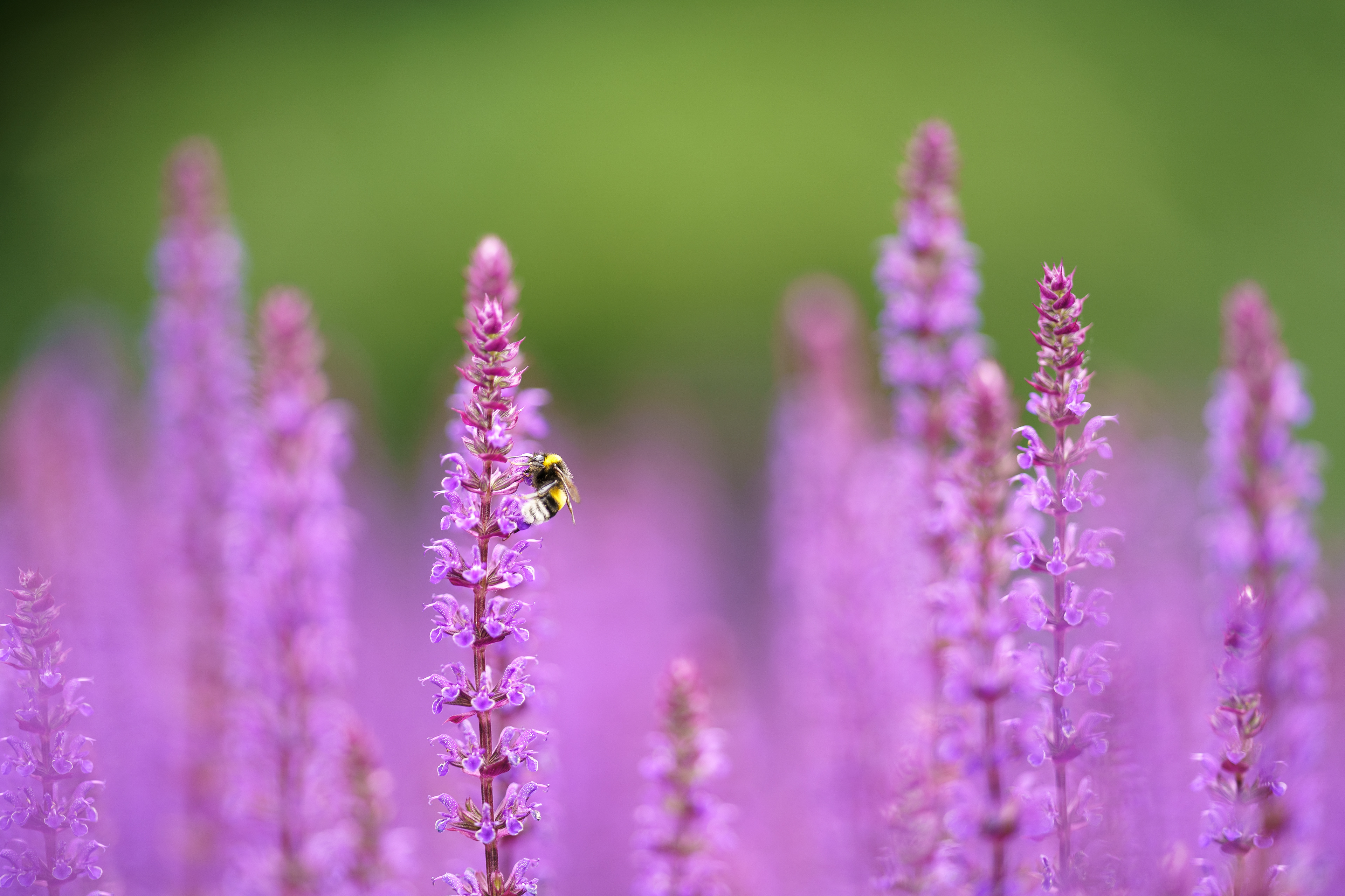 Jsem fotograf z Přerova, zachycuji věci co mne zaujmou, Přerov, Bečva a jeho okolí.  Michalov park, čmelák pracuje. 