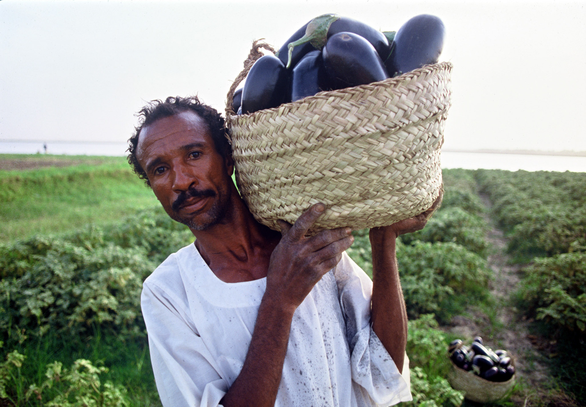 obergines in khartoum farm