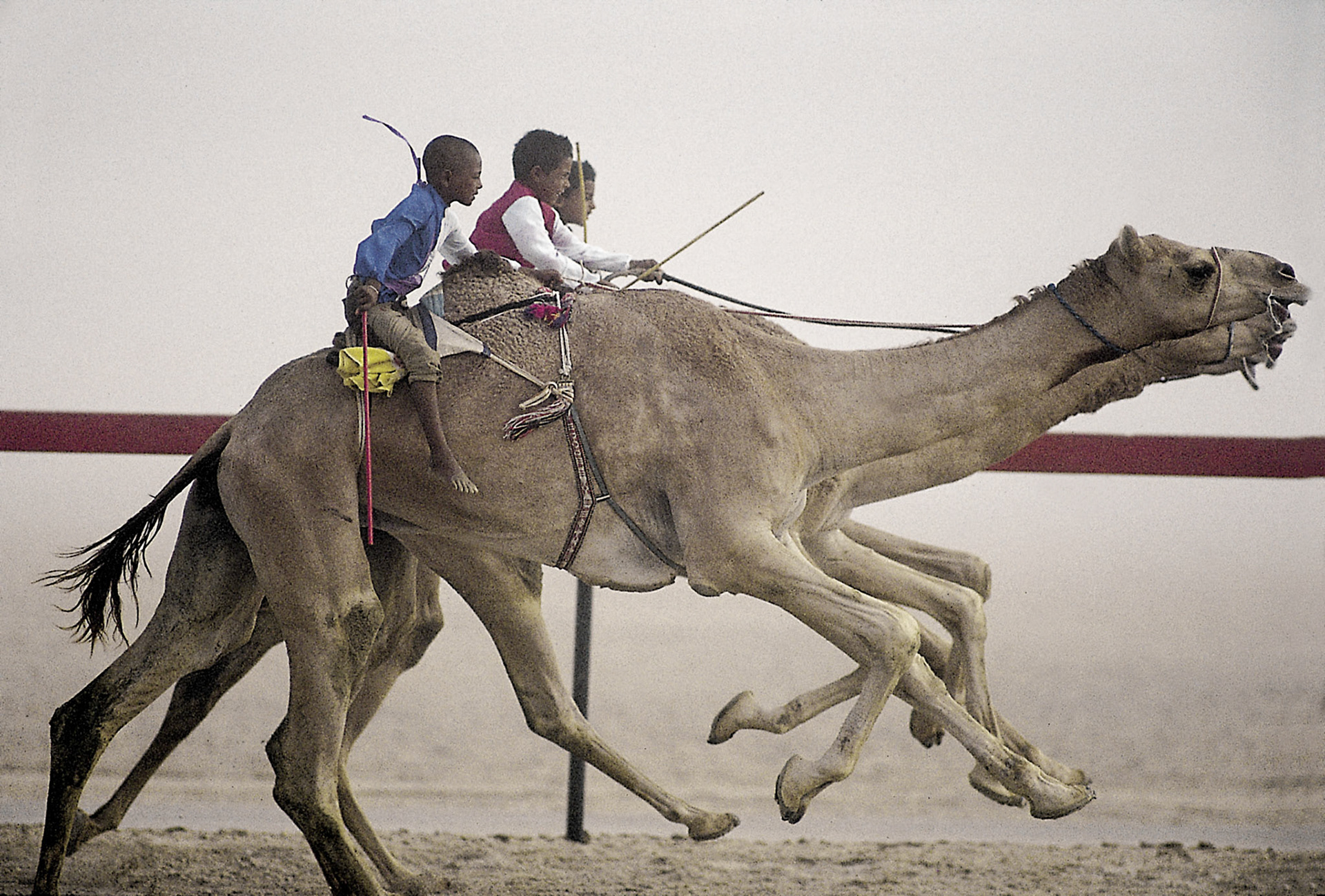 camel race