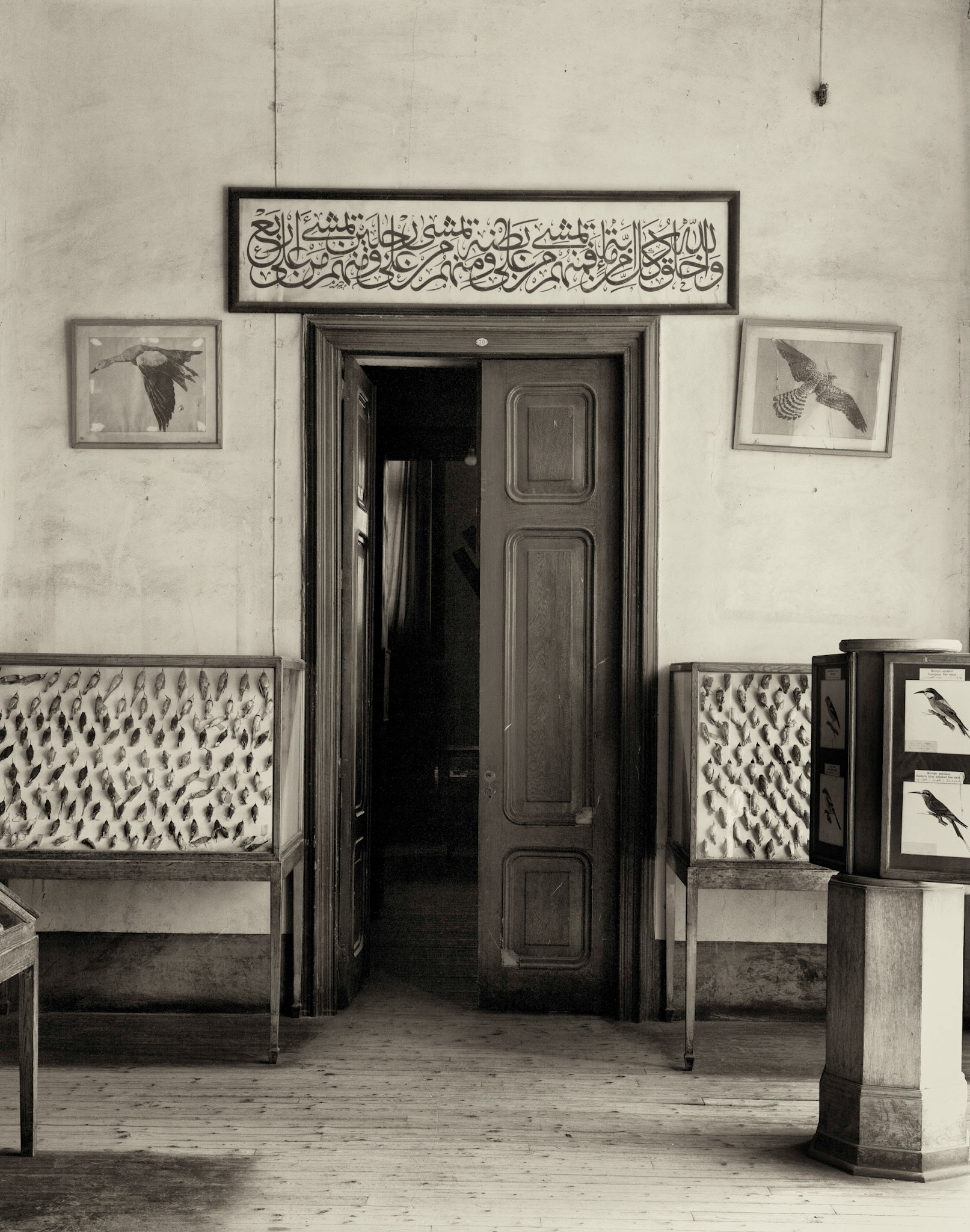 The Bird Room, 2007