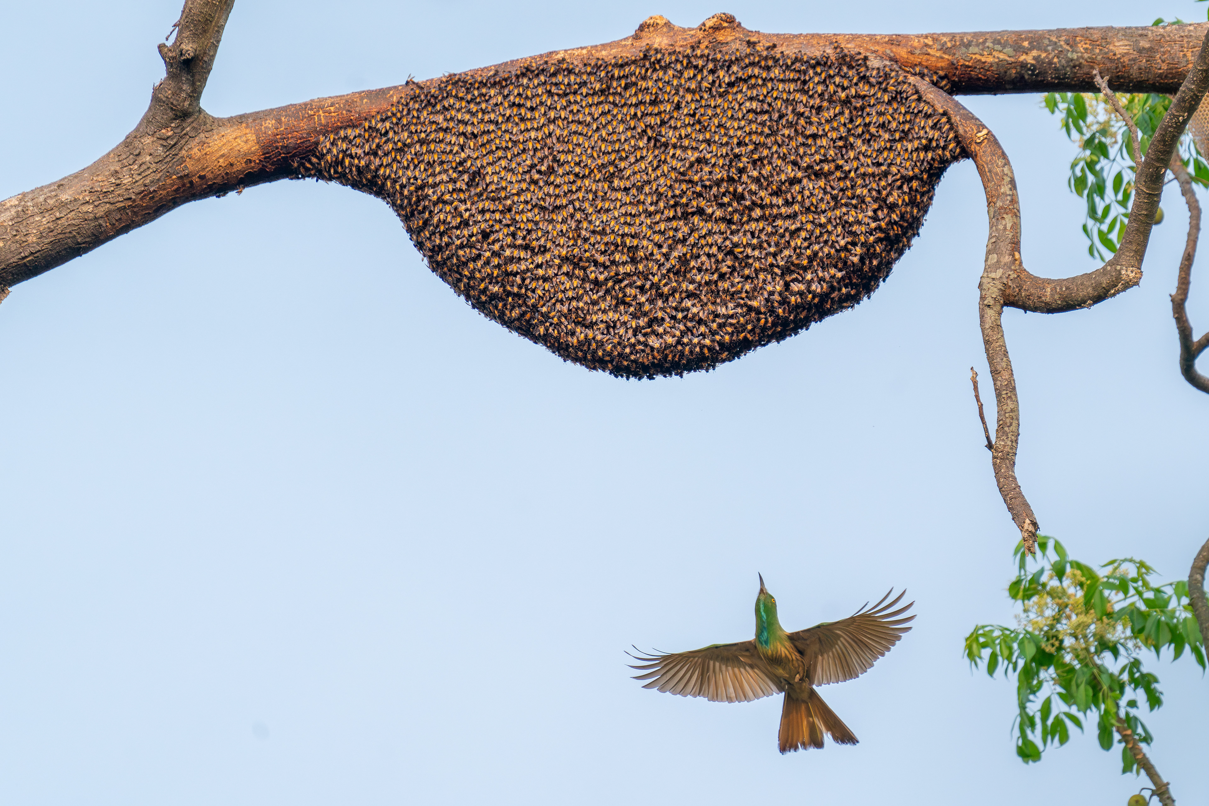 Blue-bearded Bee eater