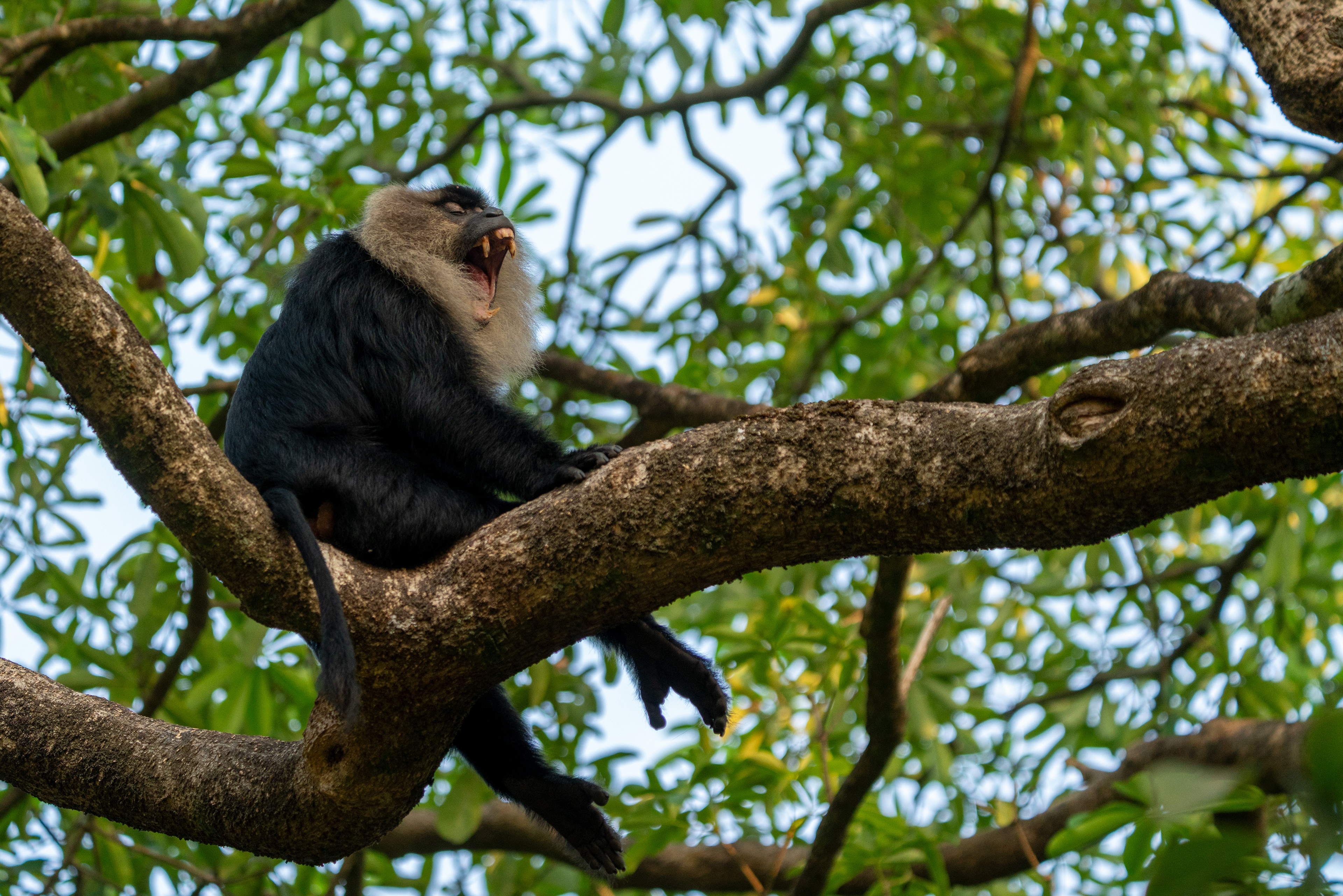 Lion-tailed Macaque