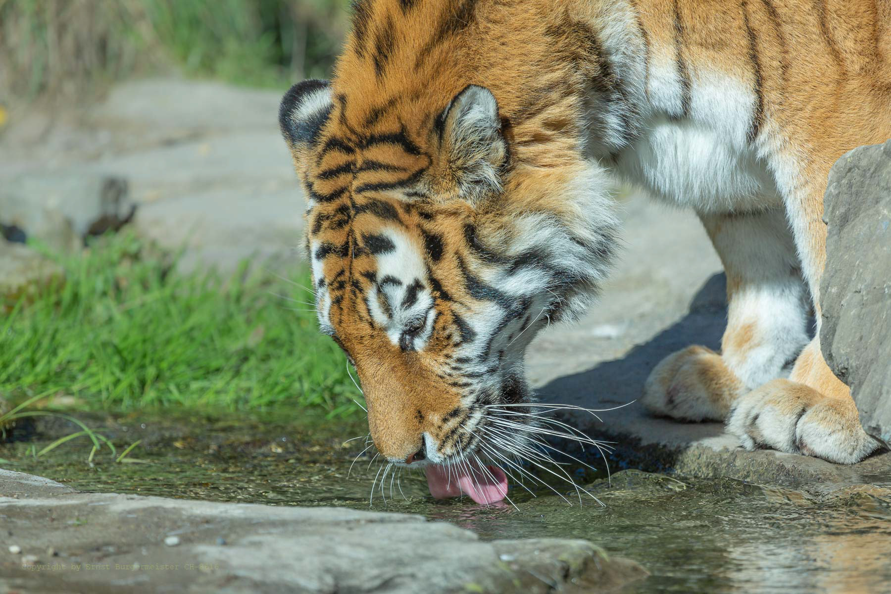 Amur-Tiger