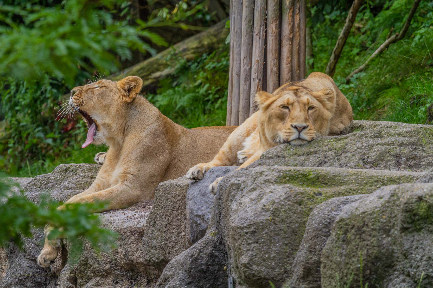 Asiatischer Löwe