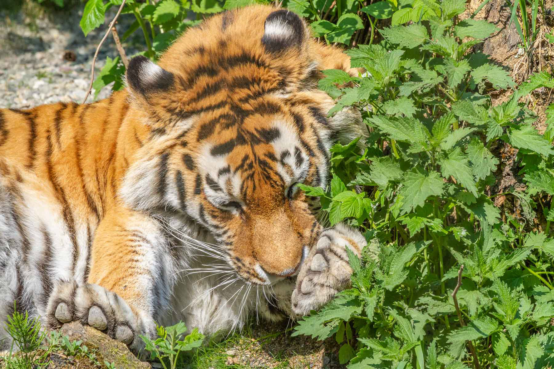Amur-Tiger