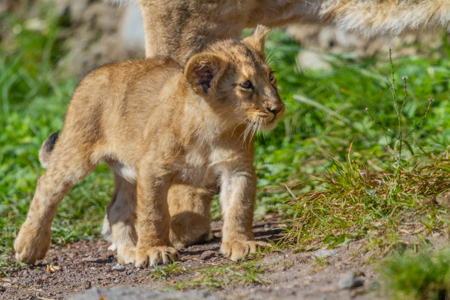 Indischer Löwe