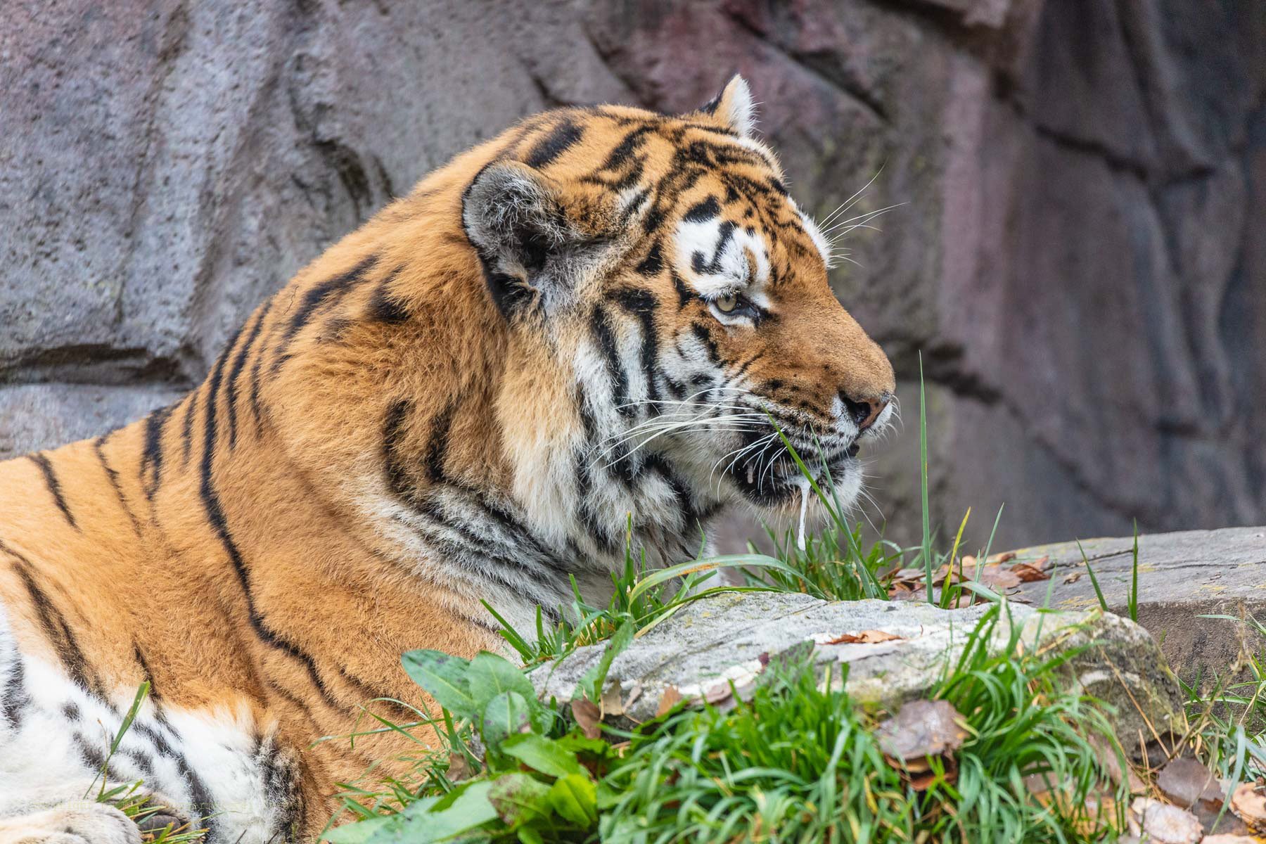 Amur-Tiger