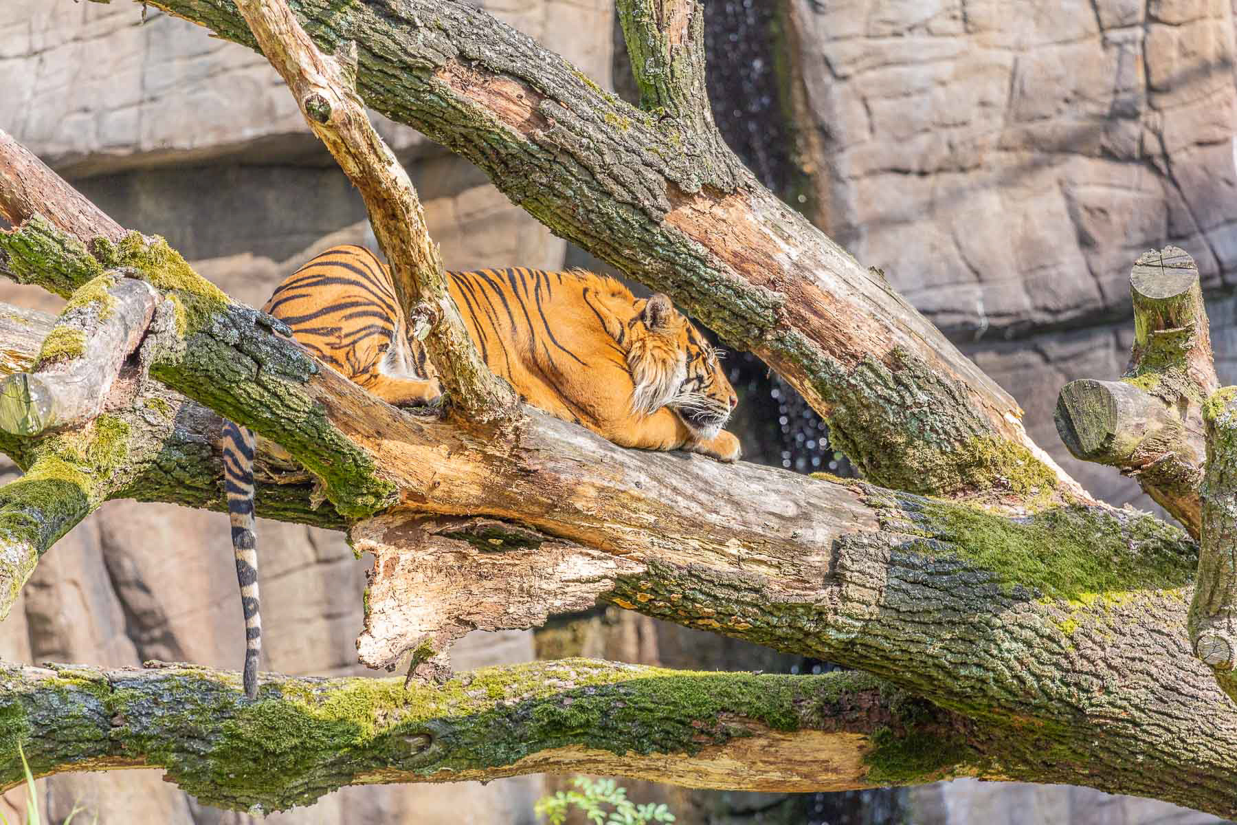 Sumatra Tiger