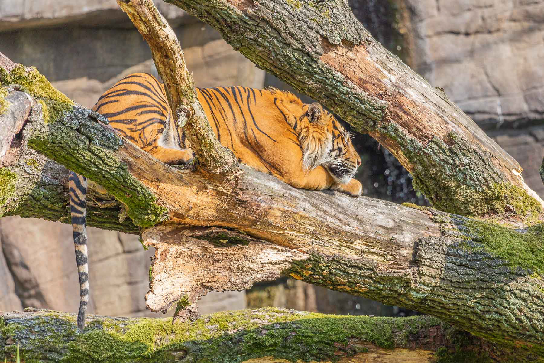 Sumatra Tiger