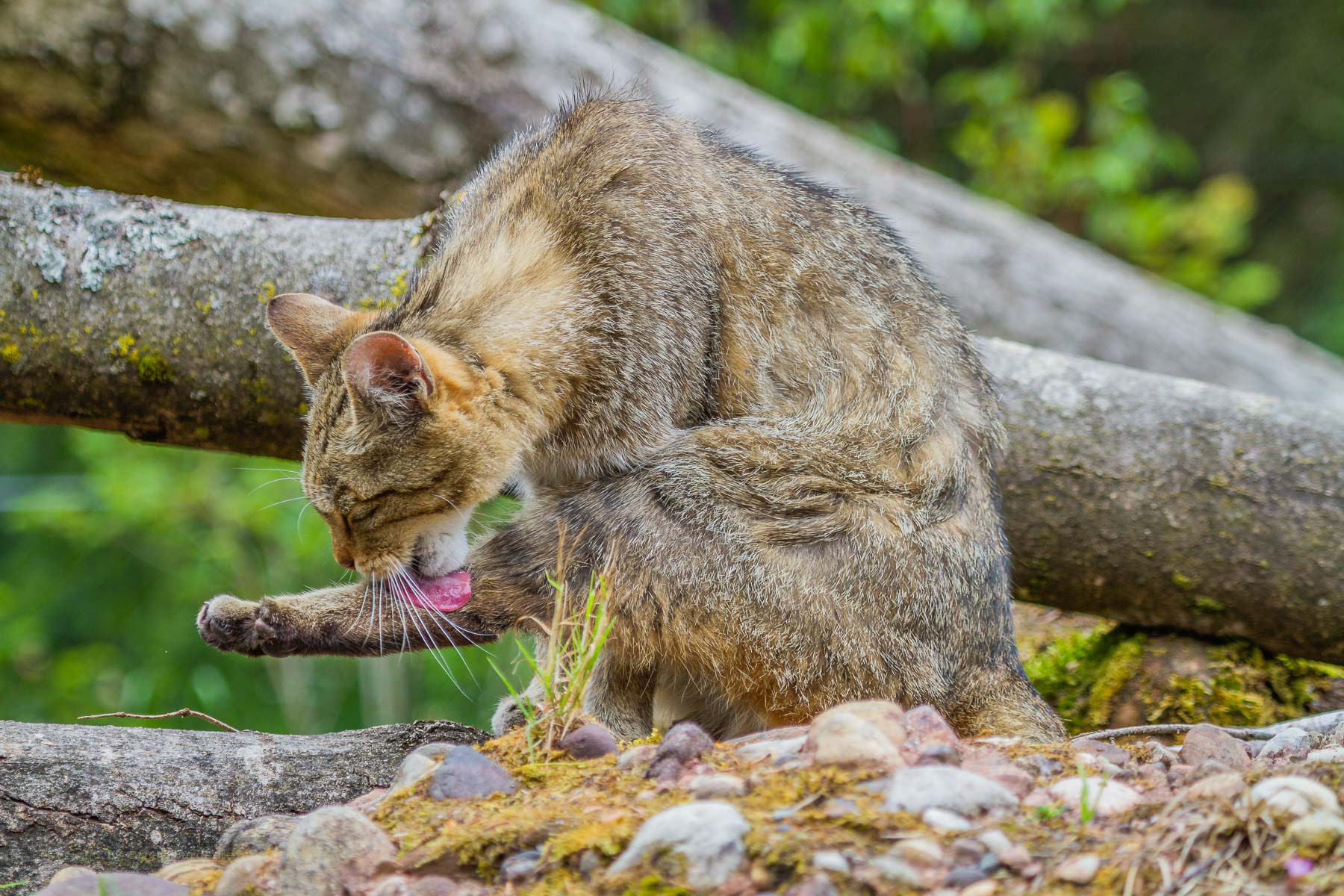 Europäische Wildkatze