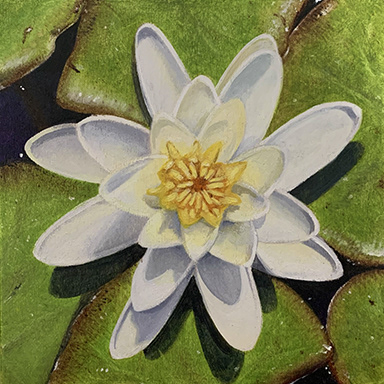 Muskoka Lily, 6x6, oil on wood, $175