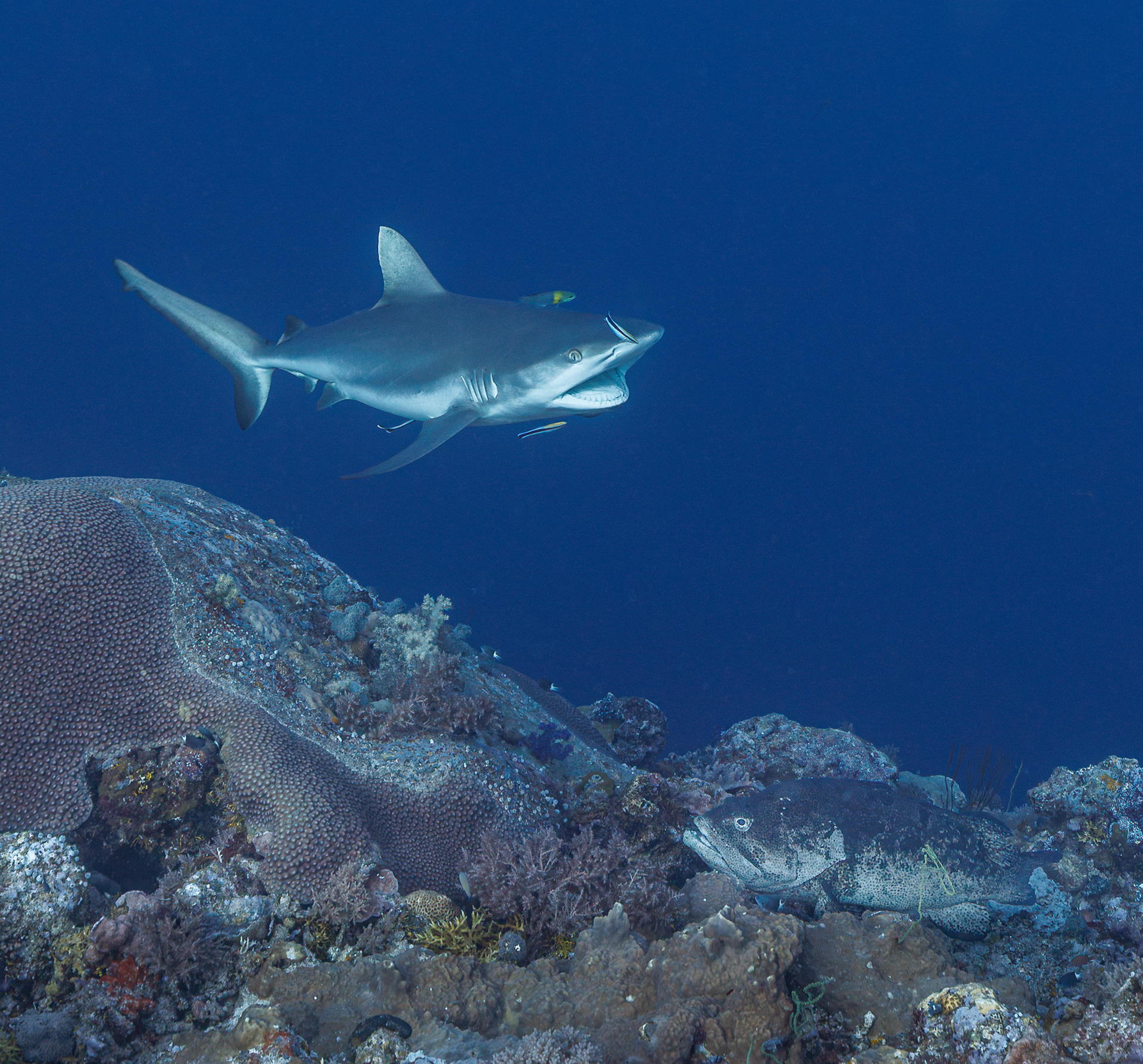 (shark) cleaning station