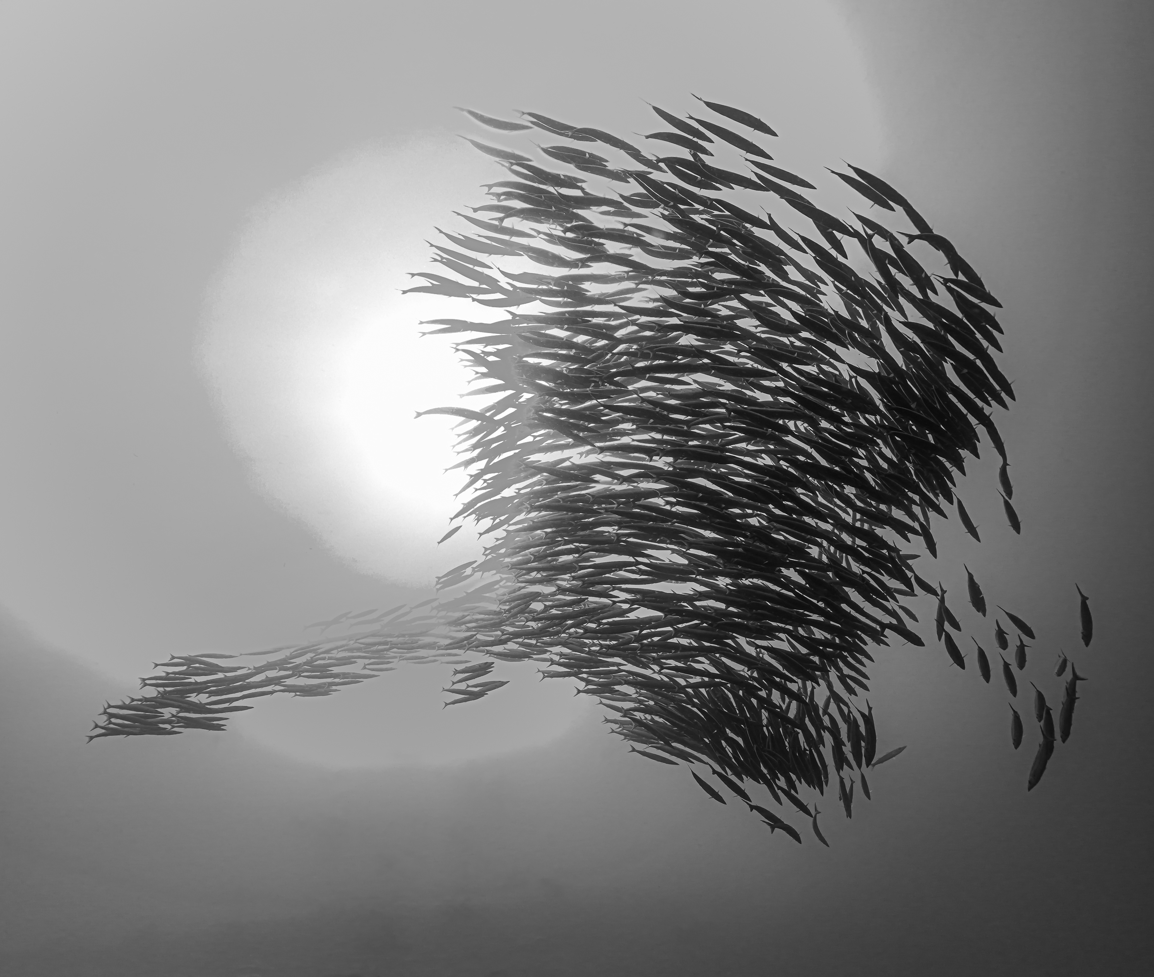 school barracuda's