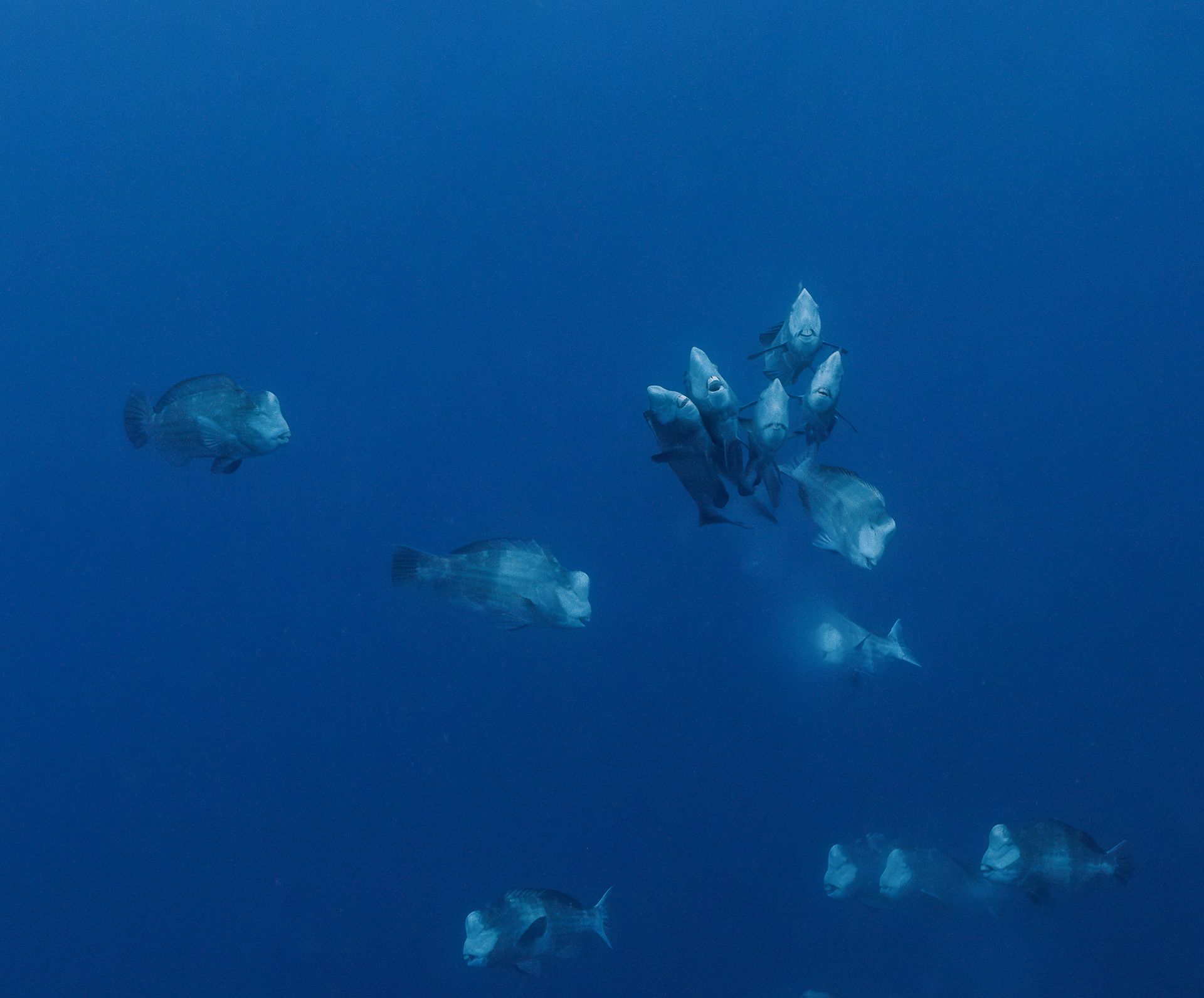 spawning of bumphead parrotfish