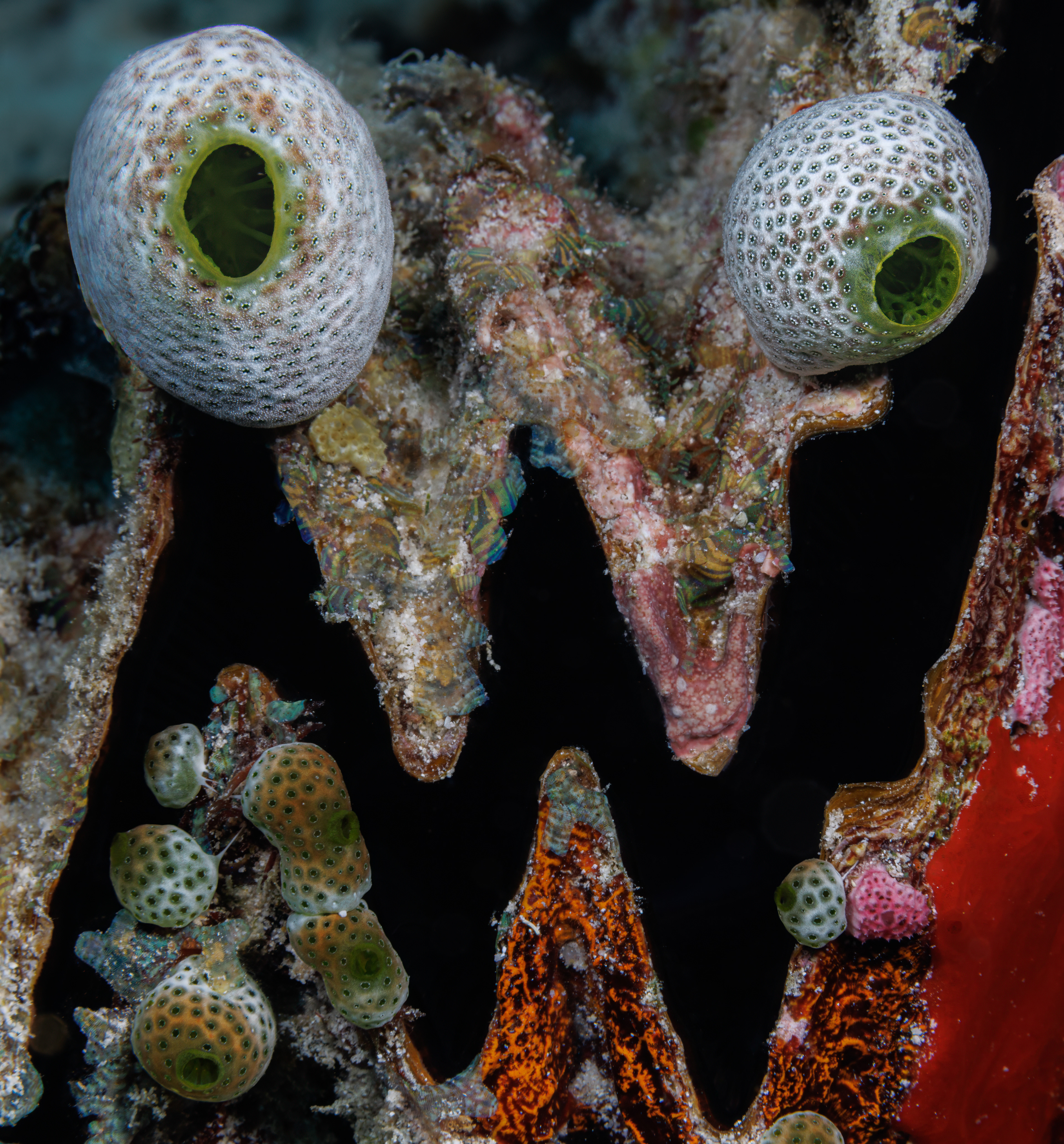 Onderwatermonster