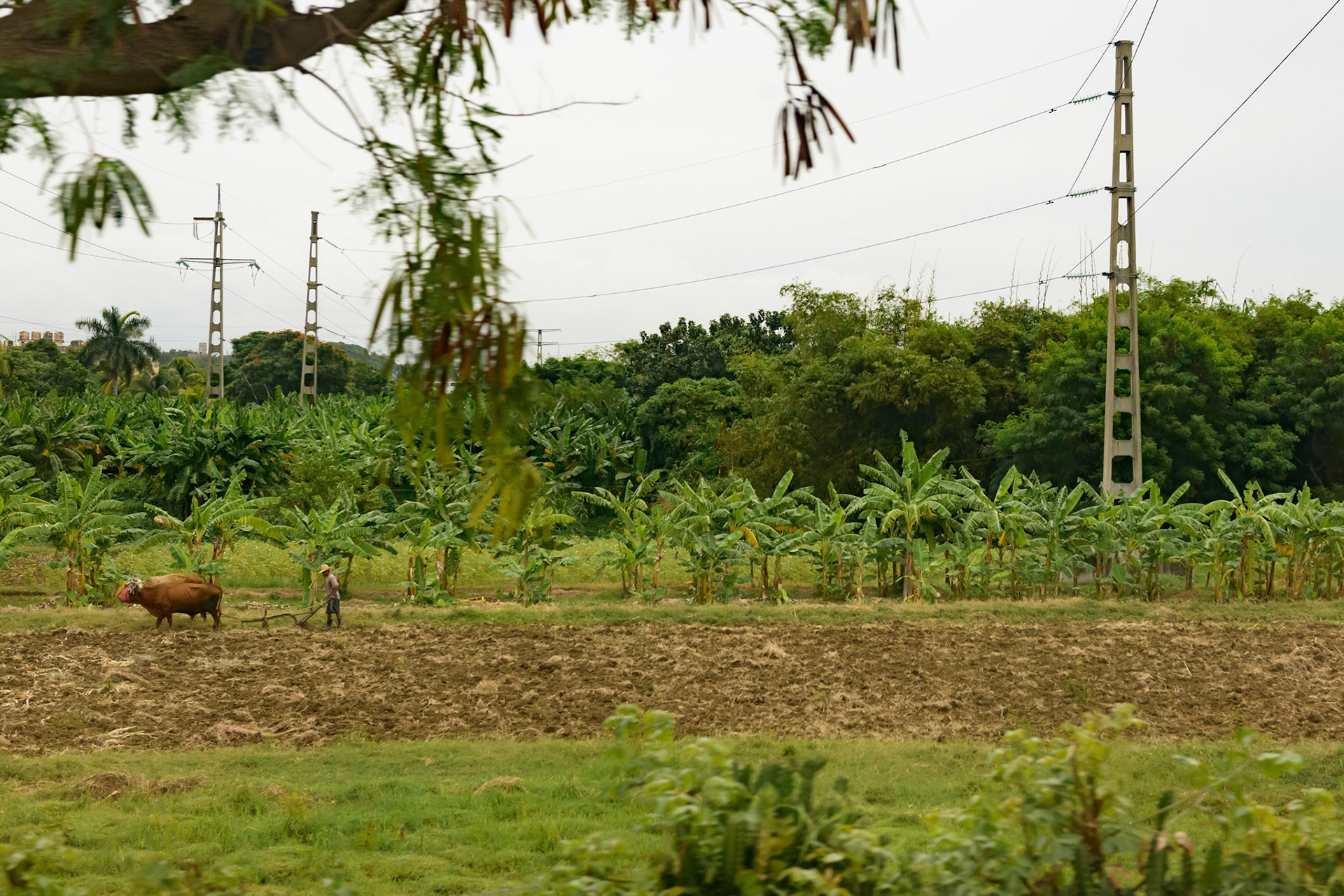 Farm in Cuba