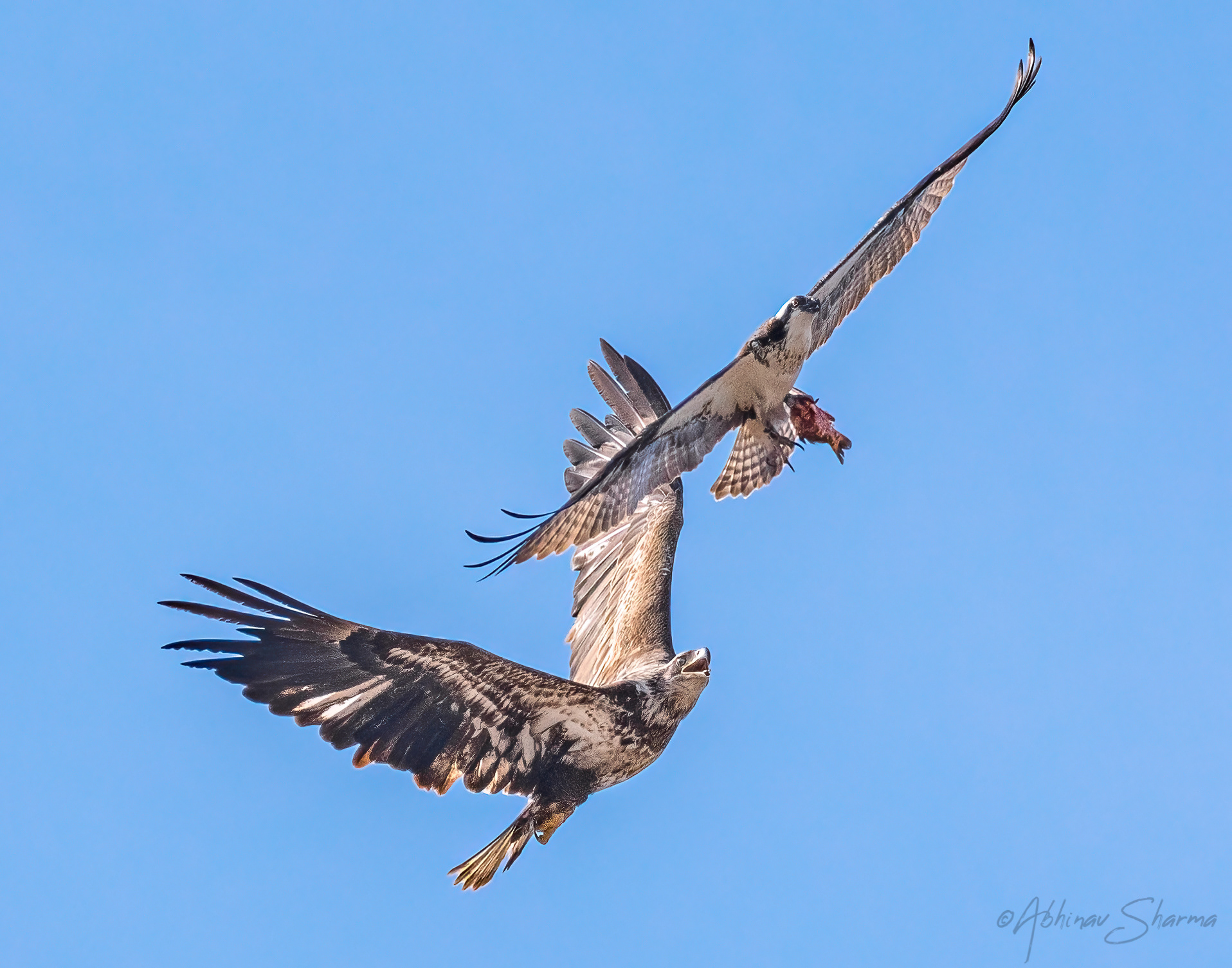A Bald Eagle bullying Osprey to give up the catch