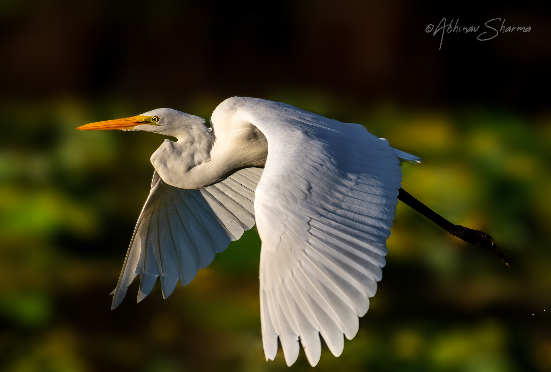 Great Egret passing by in the morning light, Minnesota