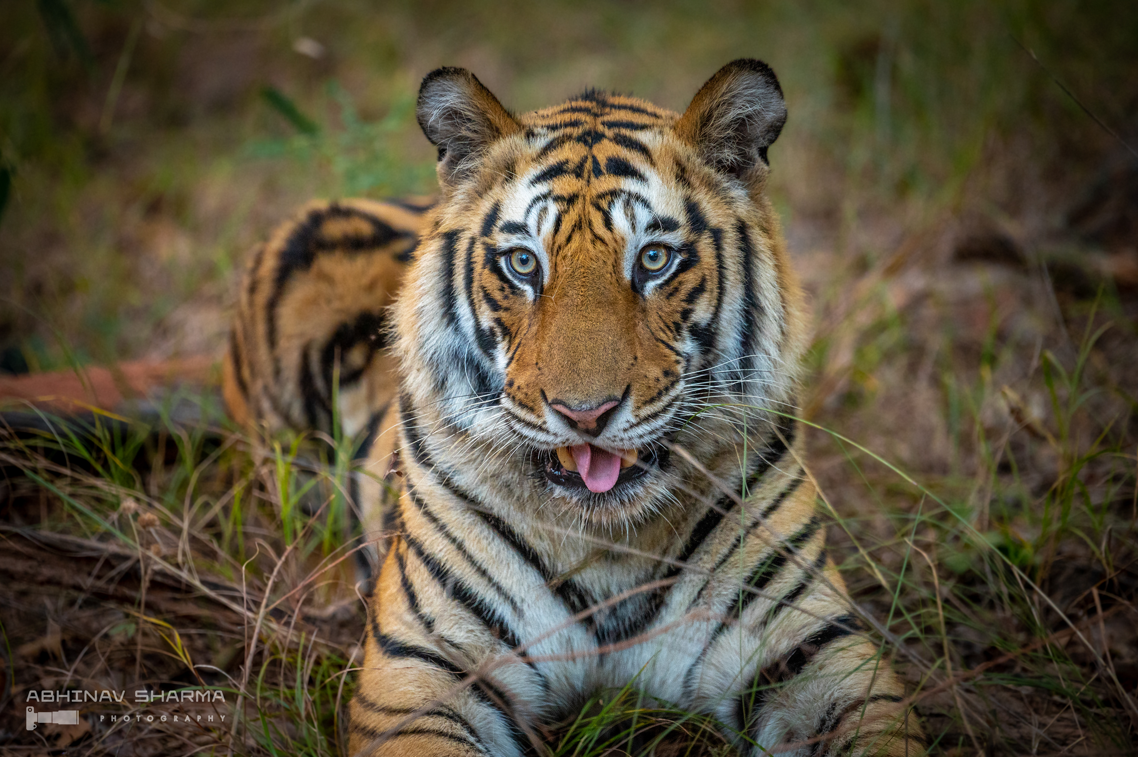 Tiger 7D at Bandhavgarh