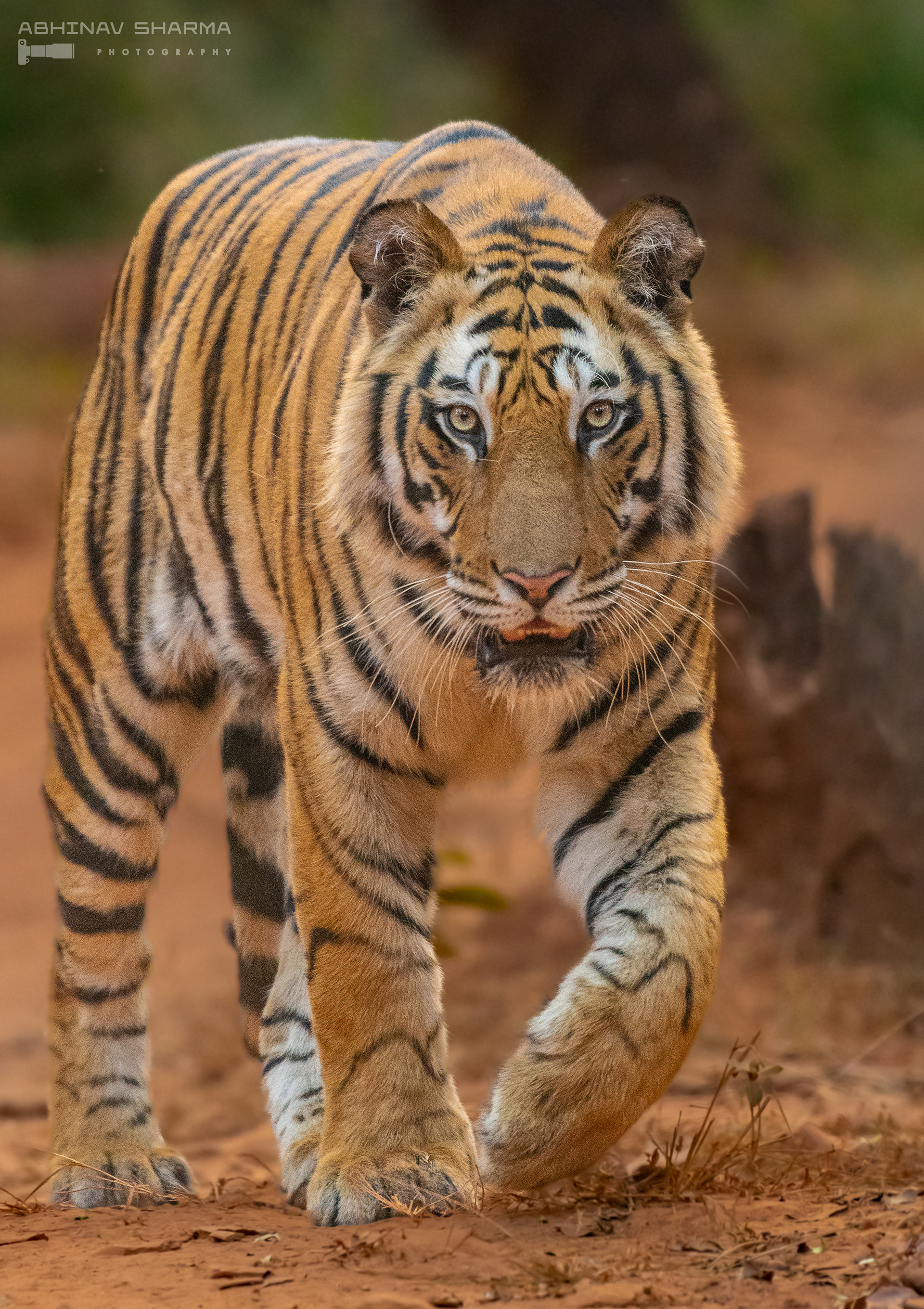 Male Tiger Head-On, Bandhavgarh, India