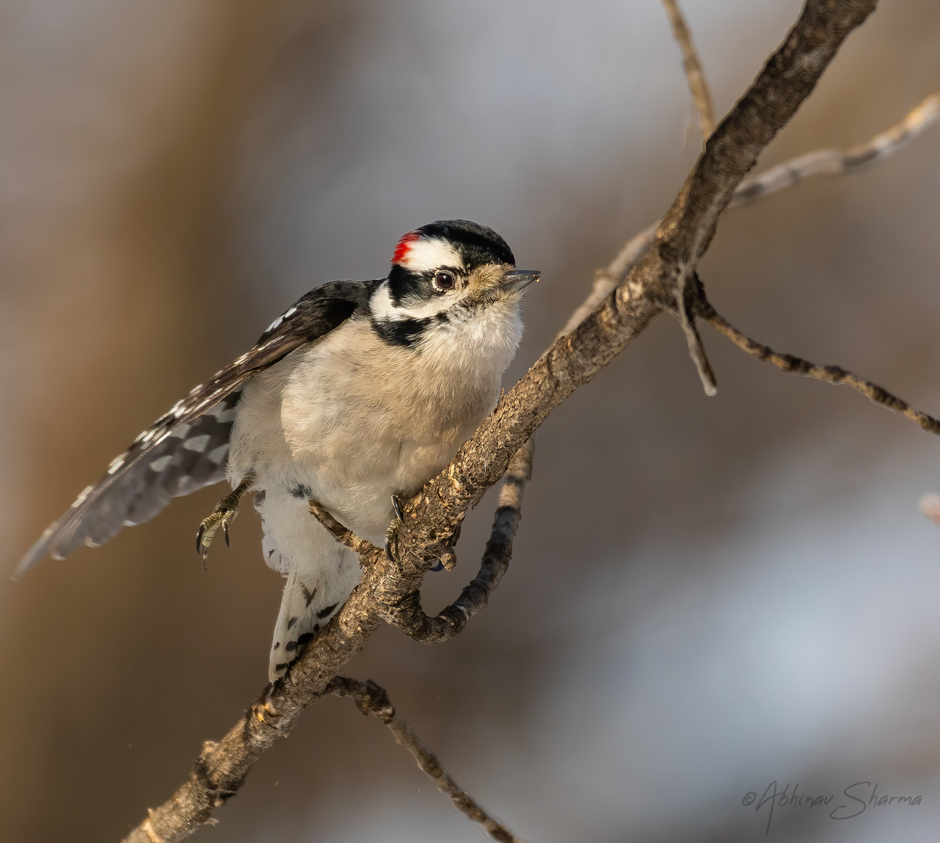 Cute Downy Woodpecker, Minnesota