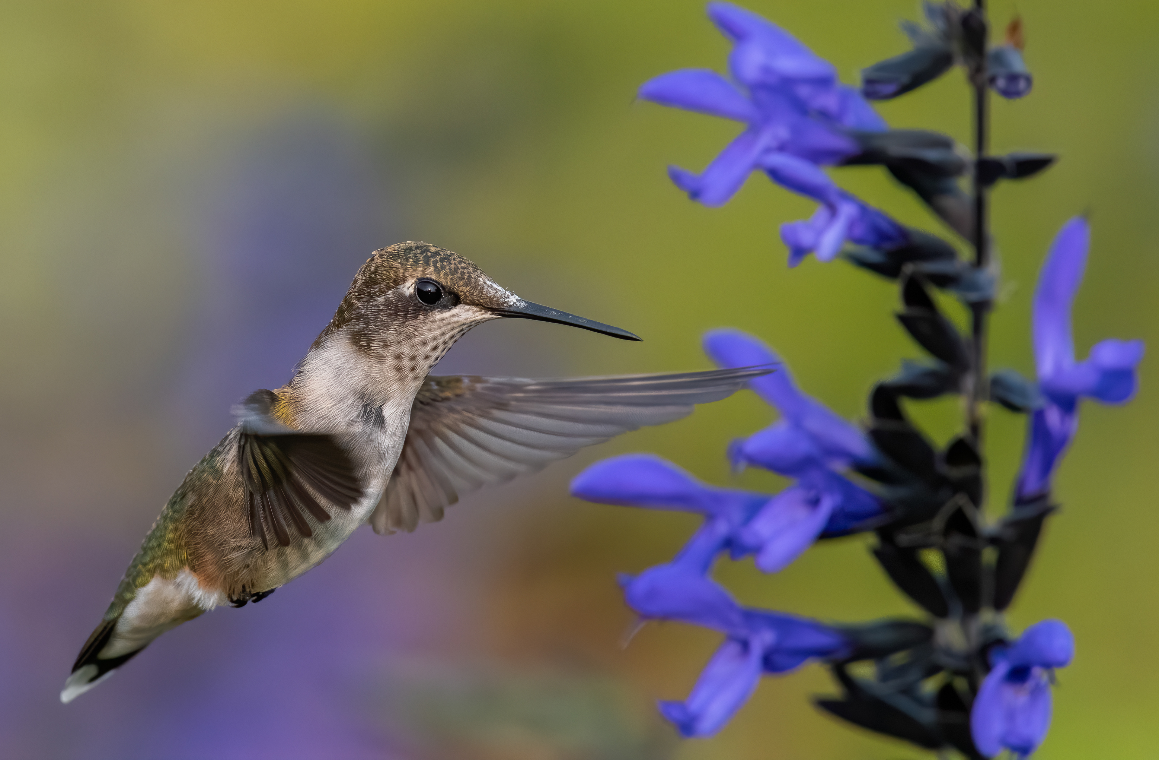 Another beautiful Hummingbird, MN