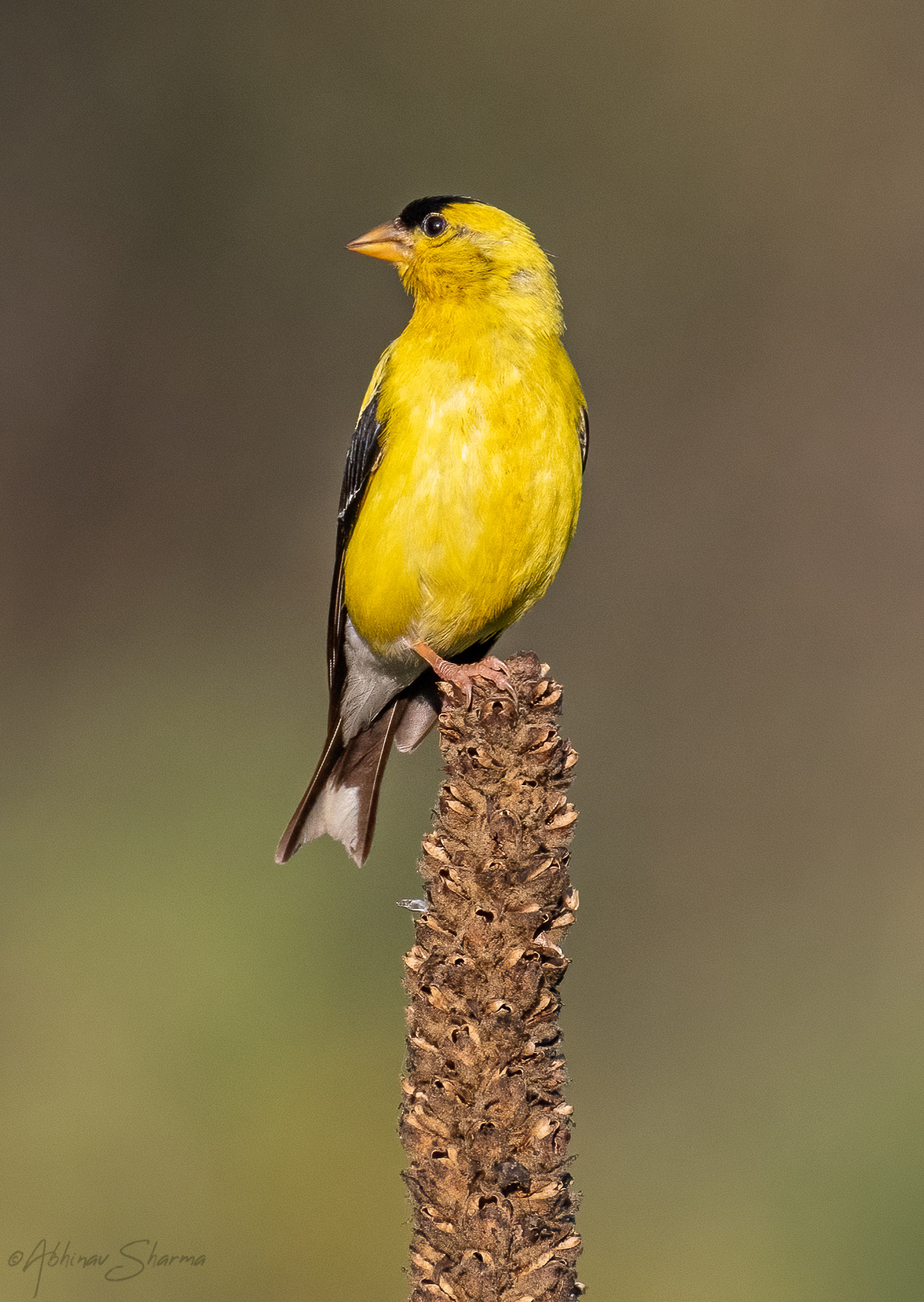 American Goldfinch, Minnesota