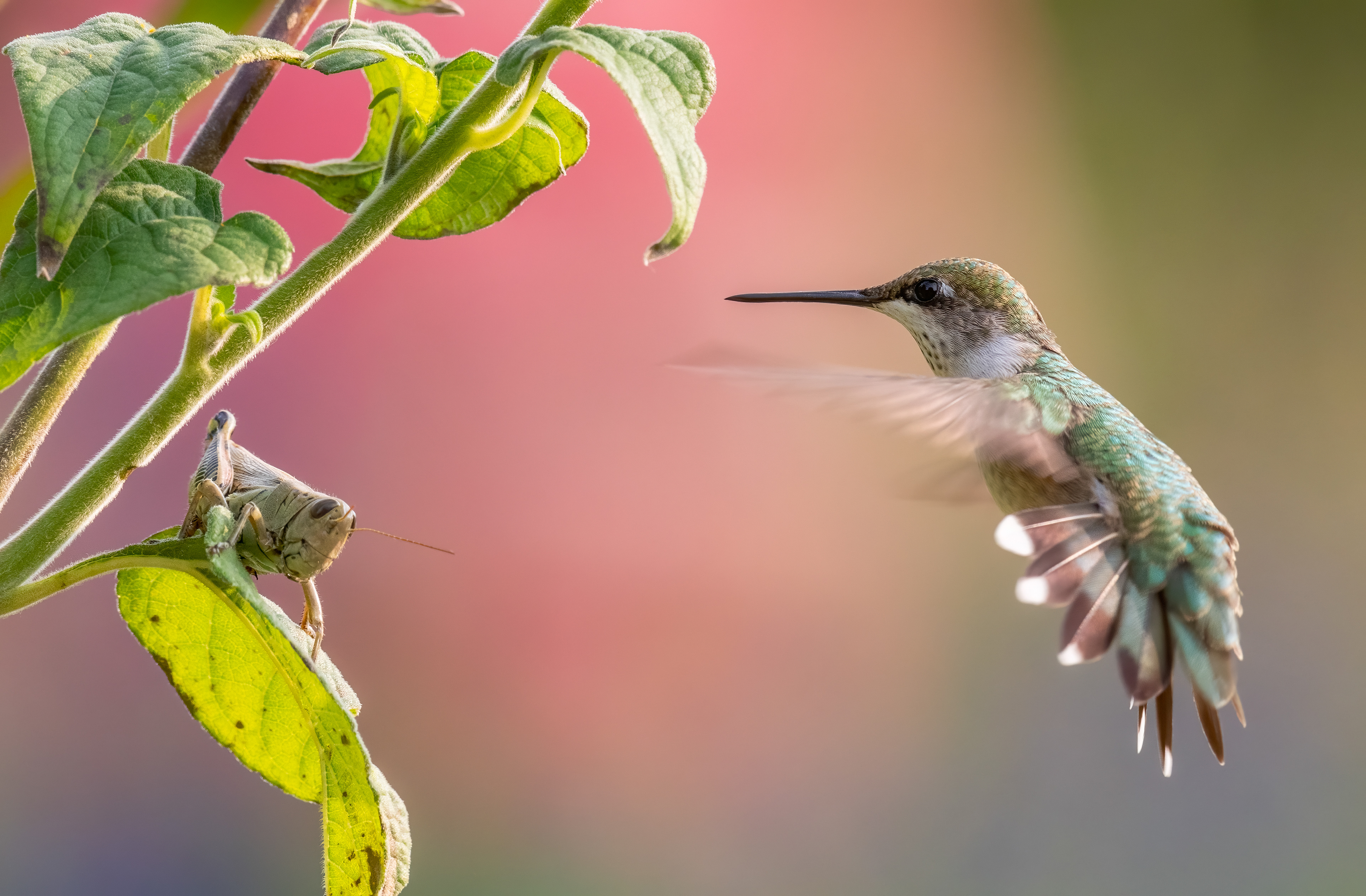 Ruby Throated hummingbird with a friend, Minnesota