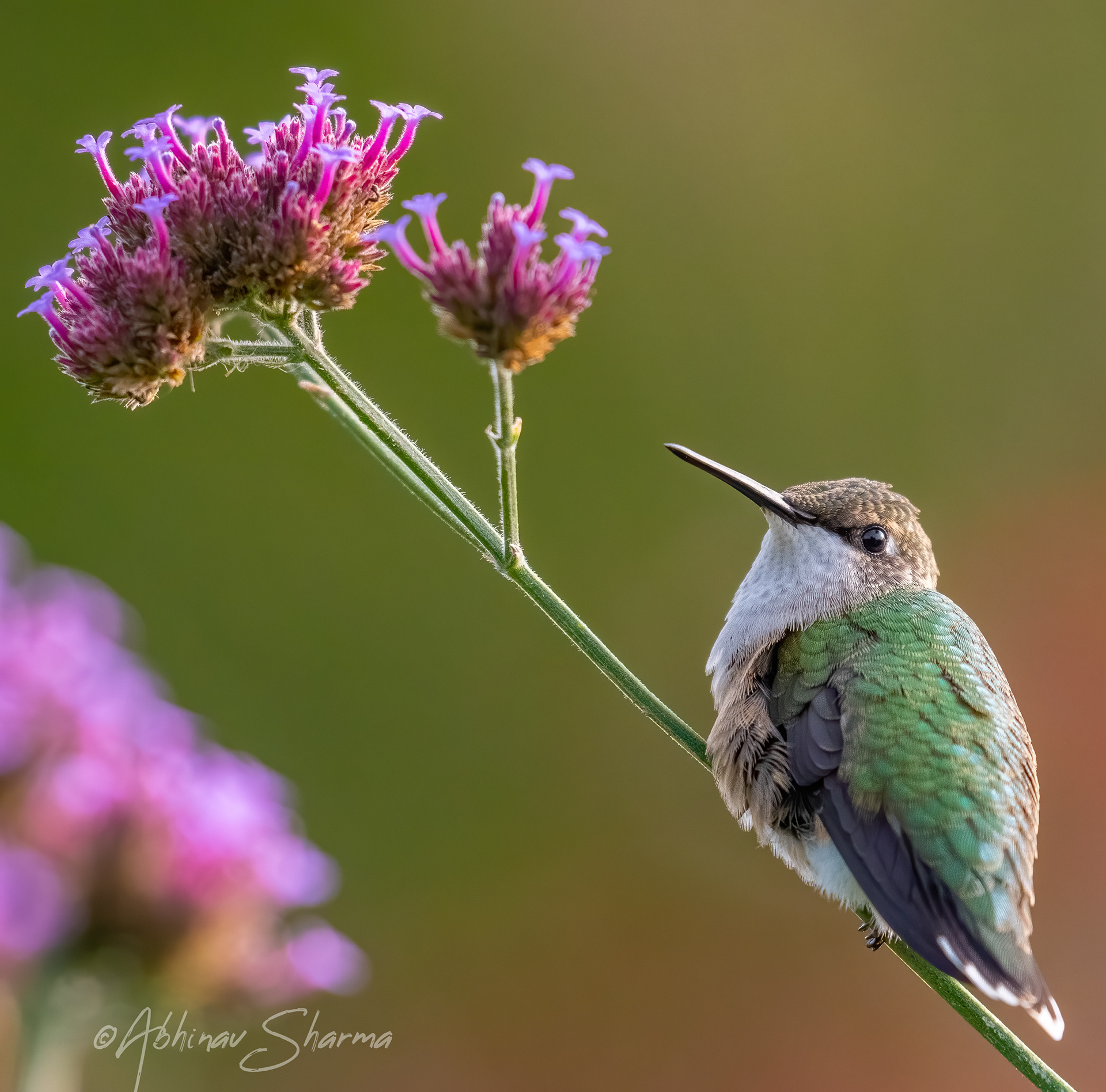 Cute little hummer