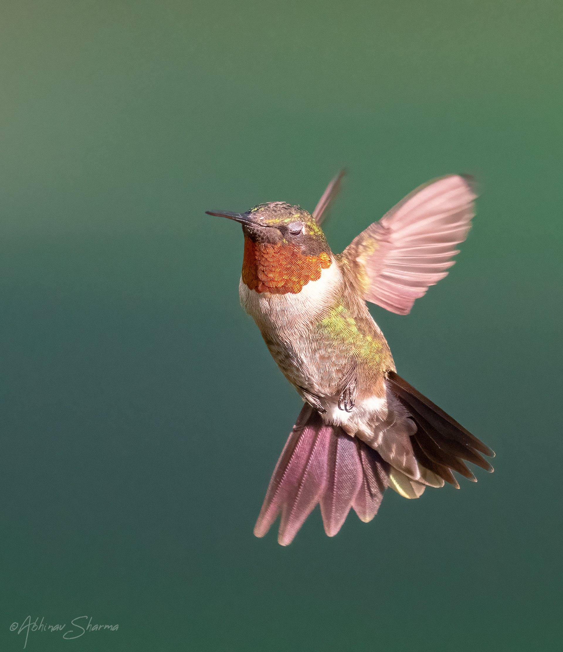 Male Ruby Throated Hummingbird, Minnesota