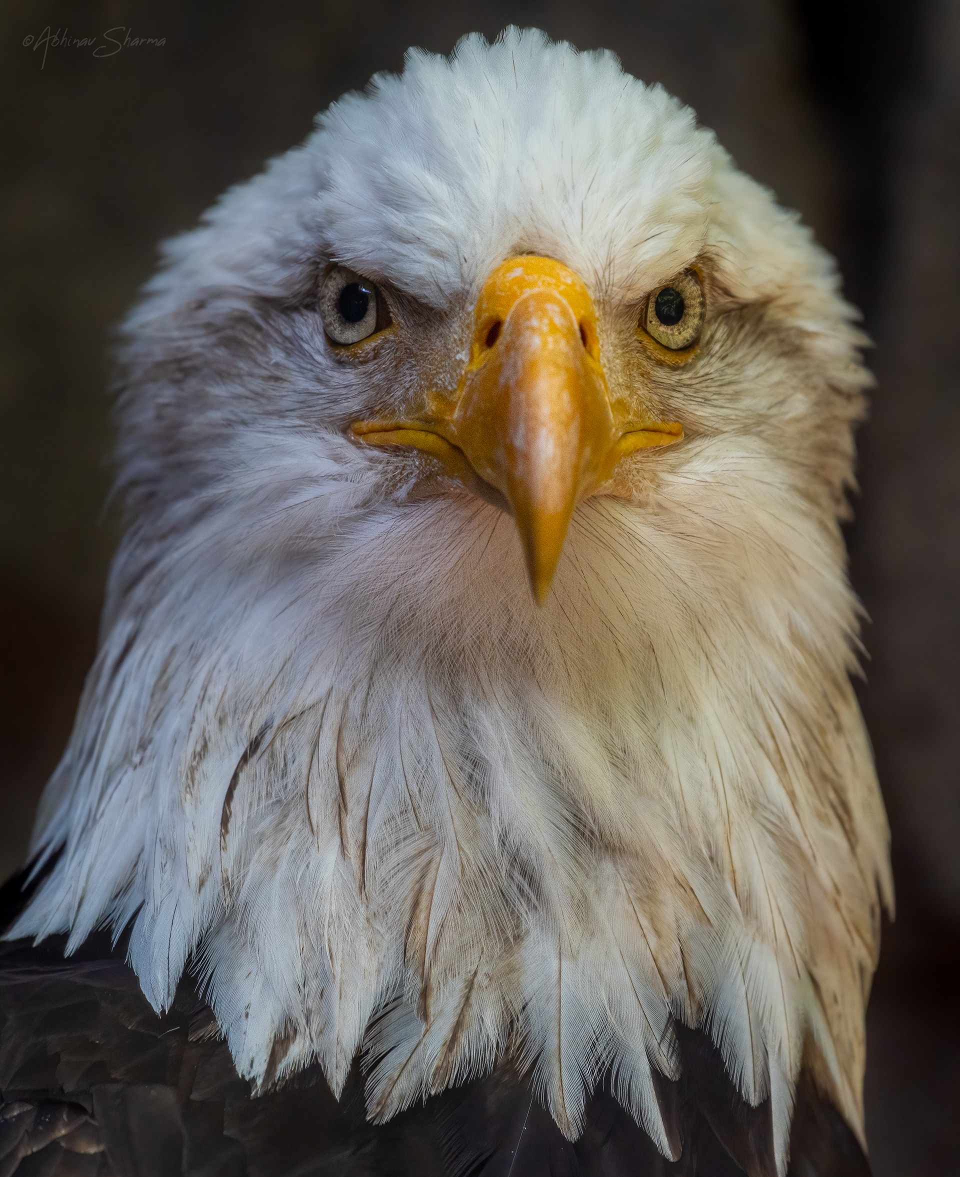 Bald Eagle portrait, Minnesota