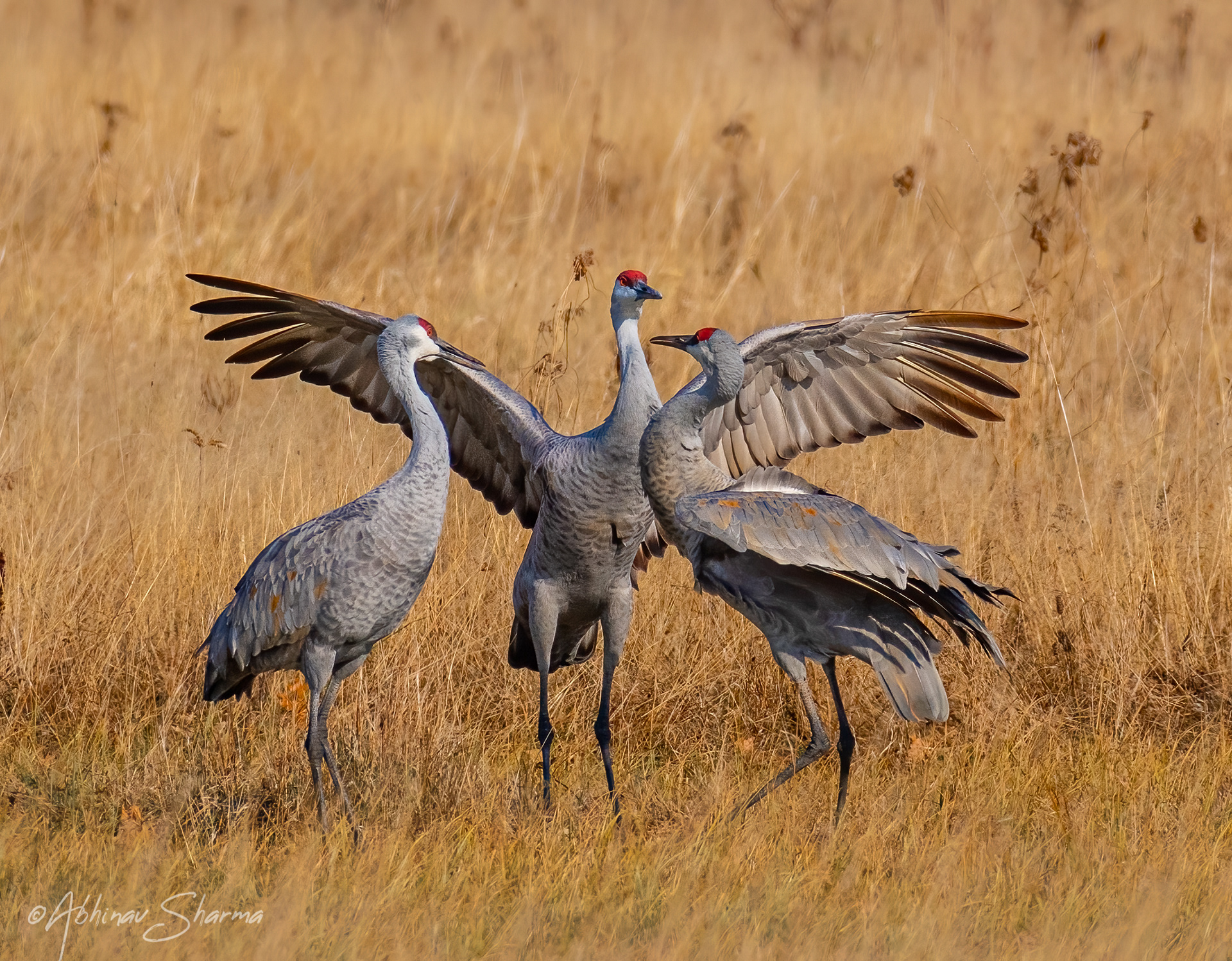 Sandhill cranes before migration, MN