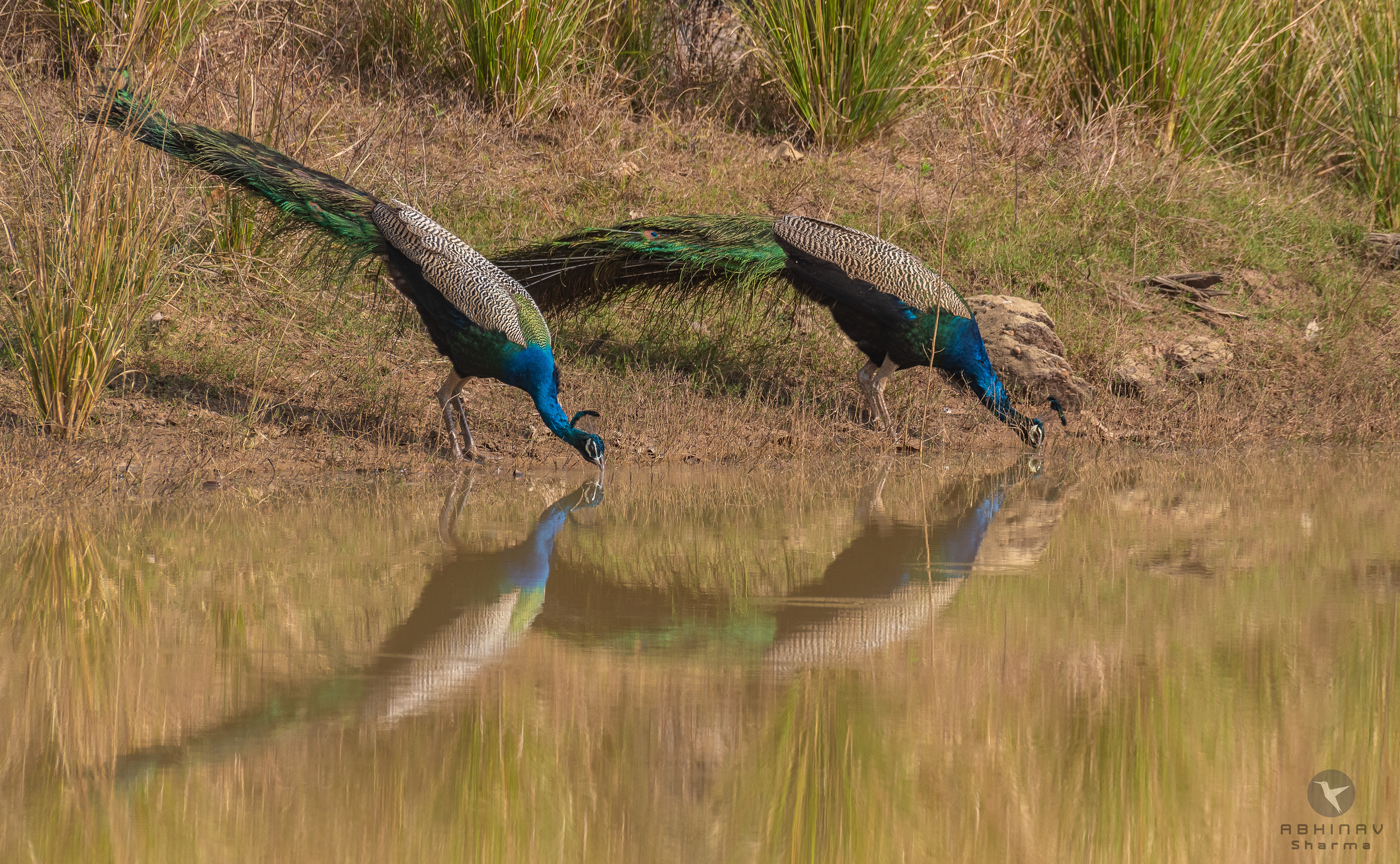 Two Peacocks at the water hole, Bandhavgarh, India