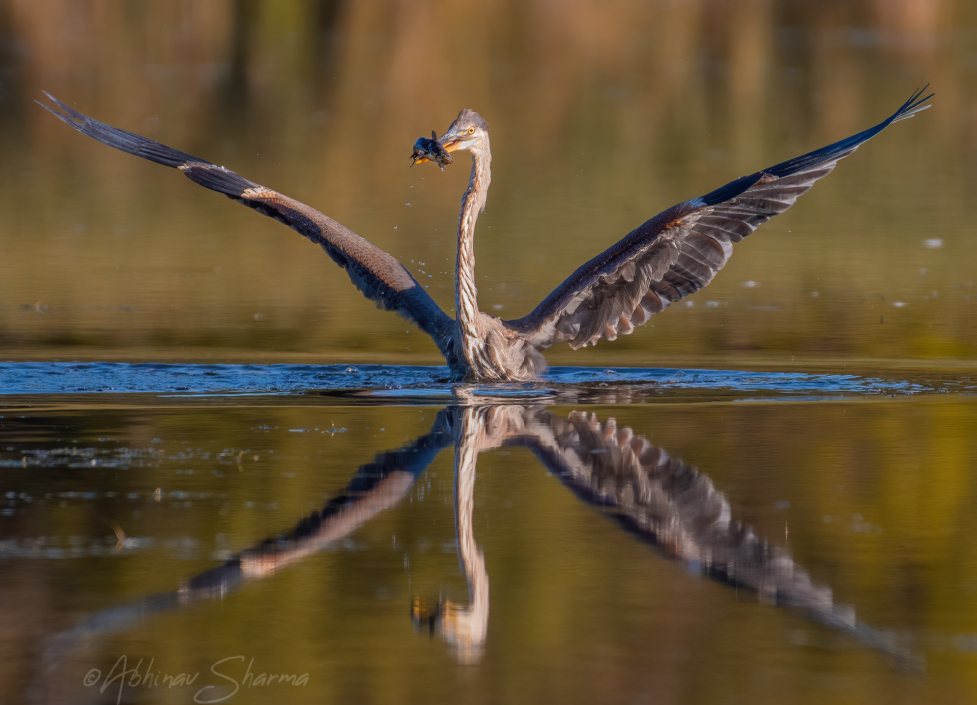 Reflection of a darting Great Blue Heron