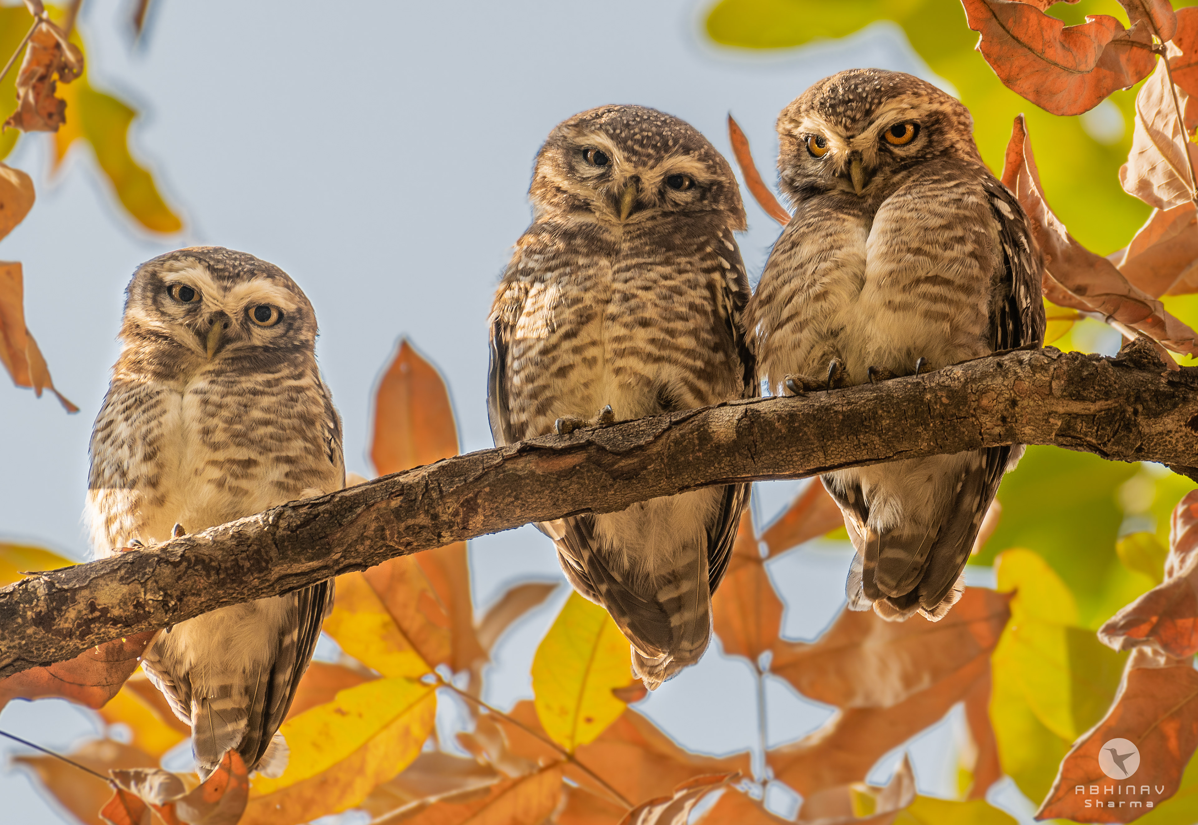 Cute Spotted Owlets, Bandhavgarh, India