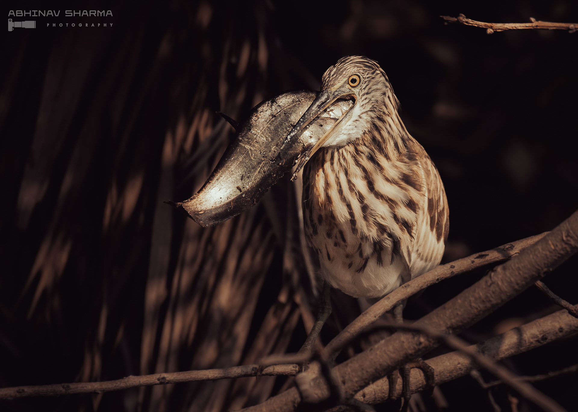 Indian Pond Heron with a huge catch, Bhartpur, India